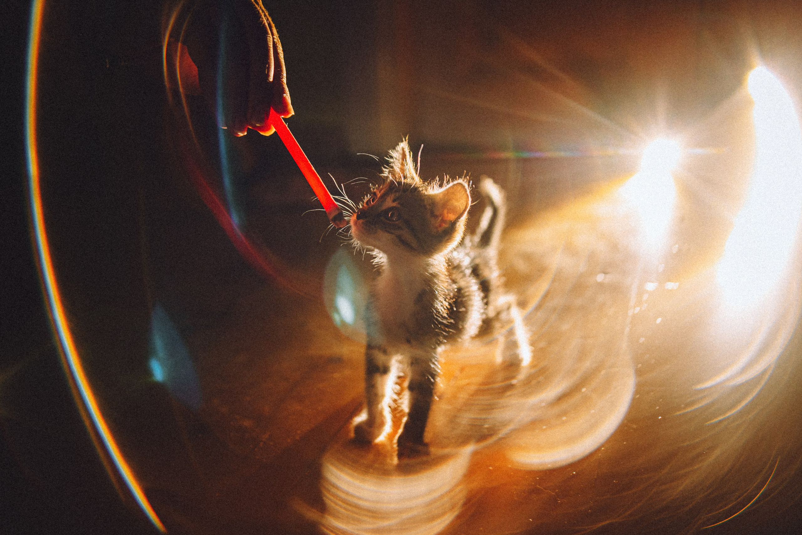 Более 30 идей для фотосессии с котенком