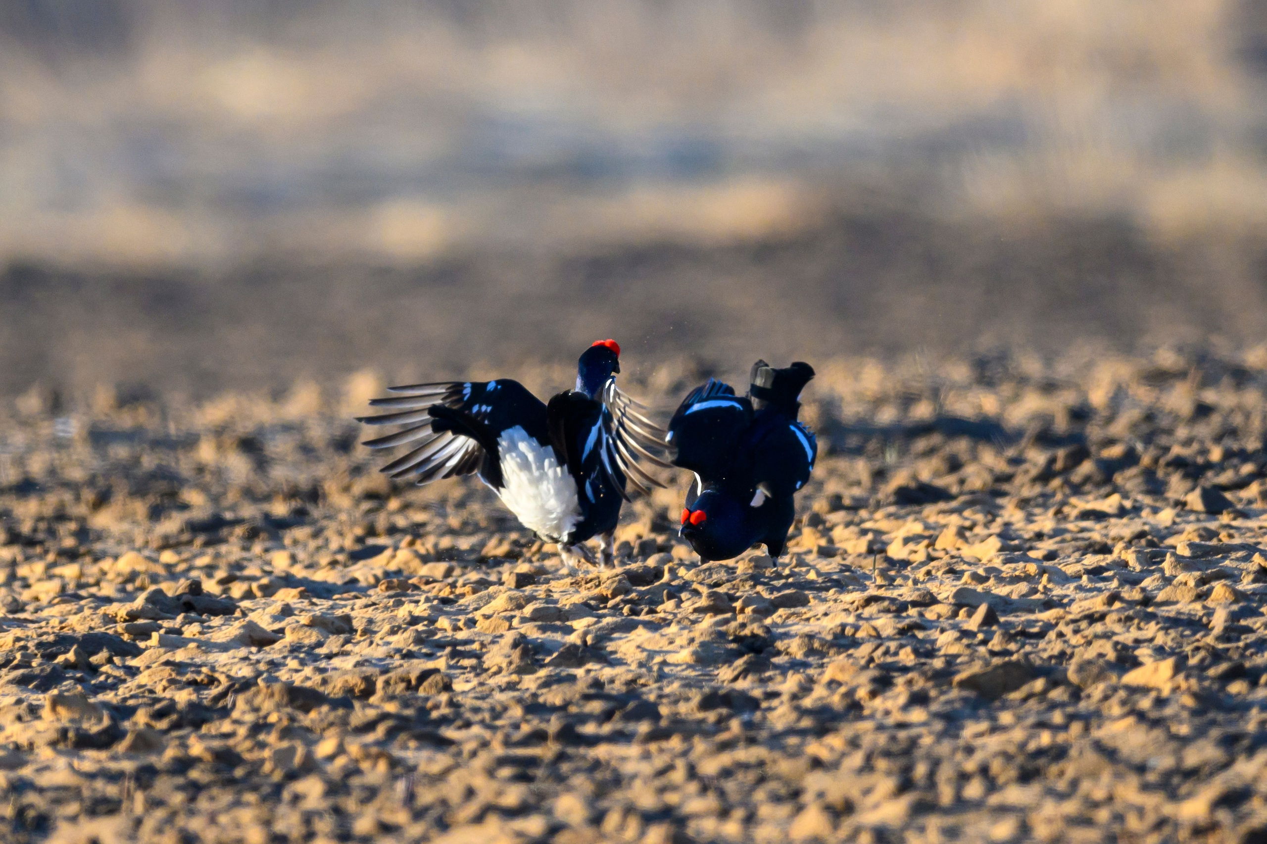 Тетерева, пищуха и лунь. Wildlife photography by Sergey Puponin
