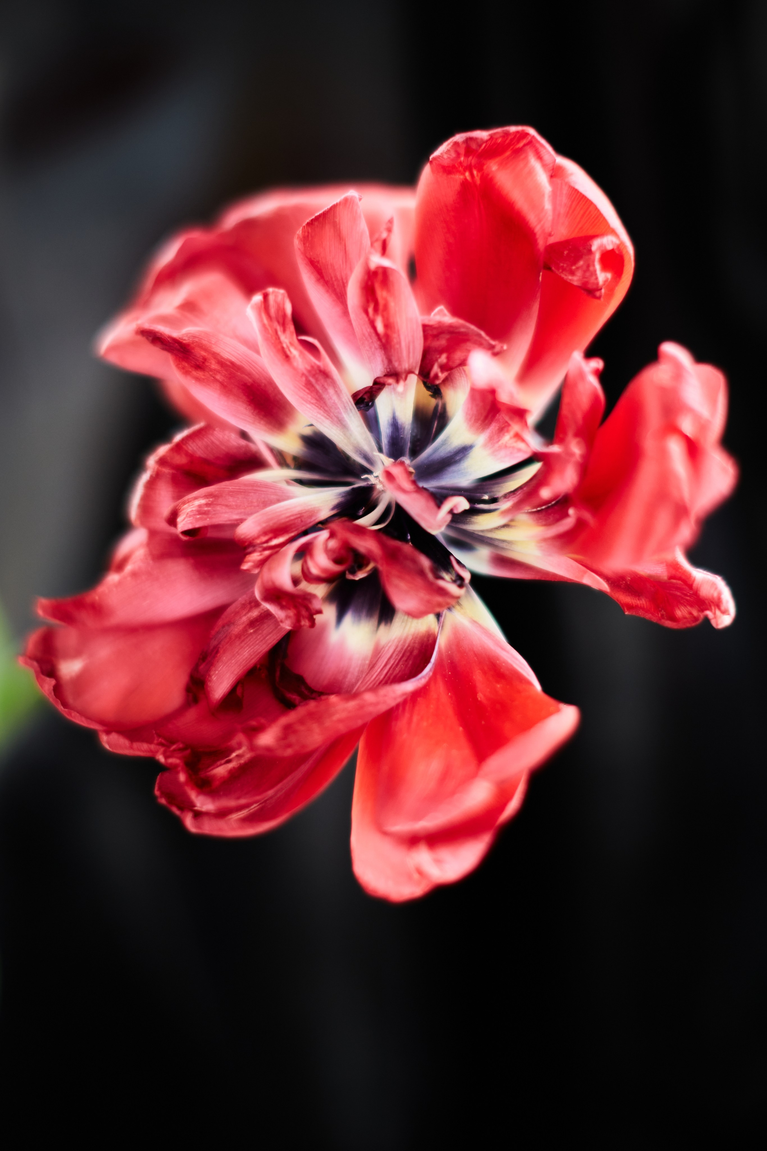 HEYDAY. Daria Blinova