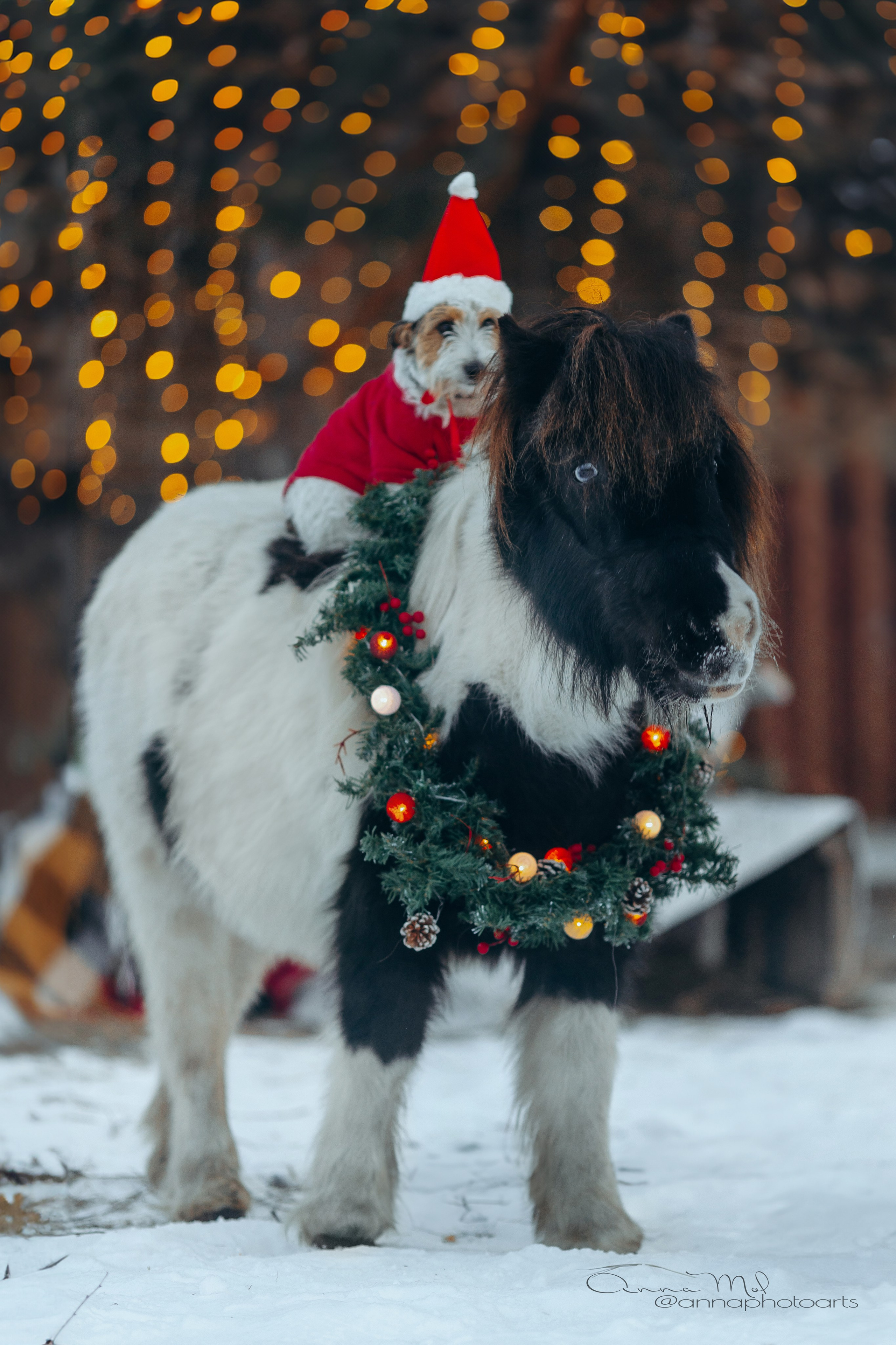 Тариф новогодний 2024. Анна Молчанова конный фотограф в Тюмени | фотосессии с лошадьми Тюмень