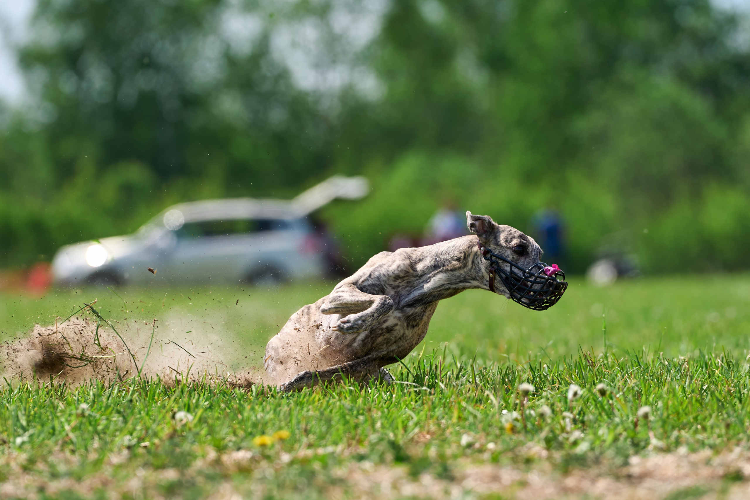 Квалификация по рейсингу. РАЛББ и Курсинг на Ярославке. Фотограф-анималист Михаил Манухин
