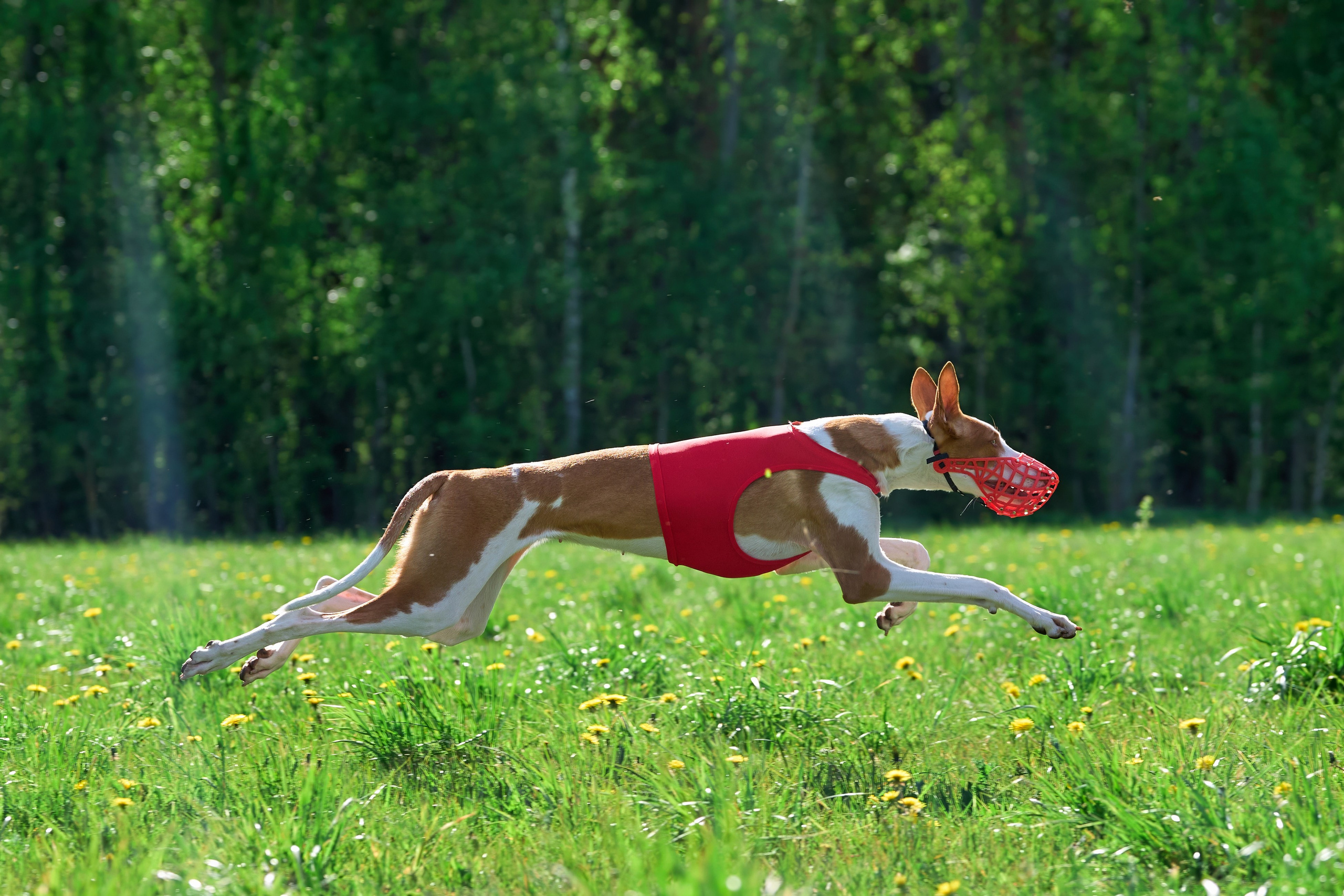 Квалификация по курсингу Донино. Фотограф-анималист Михаил Манухин