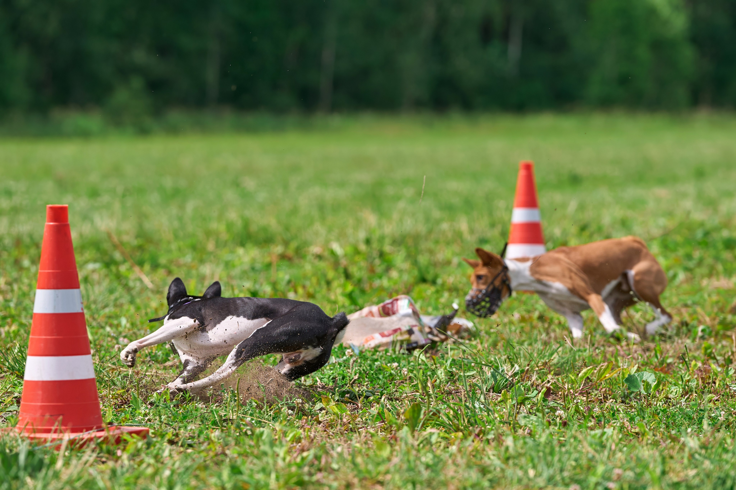 Тренировка по курсингу в Донино. Фотограф-анималист Михаил Манухин