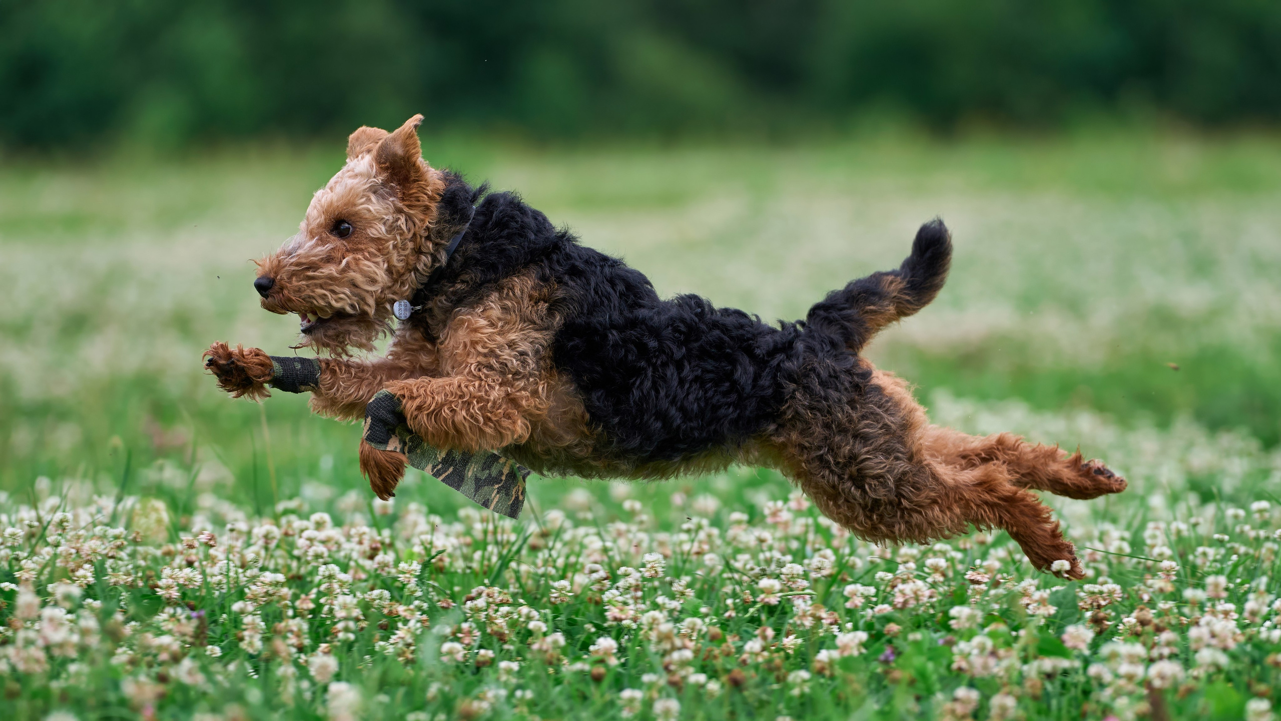 Тренировка по курсингу в Донино. Фотограф-анималист Михаил Манухин
