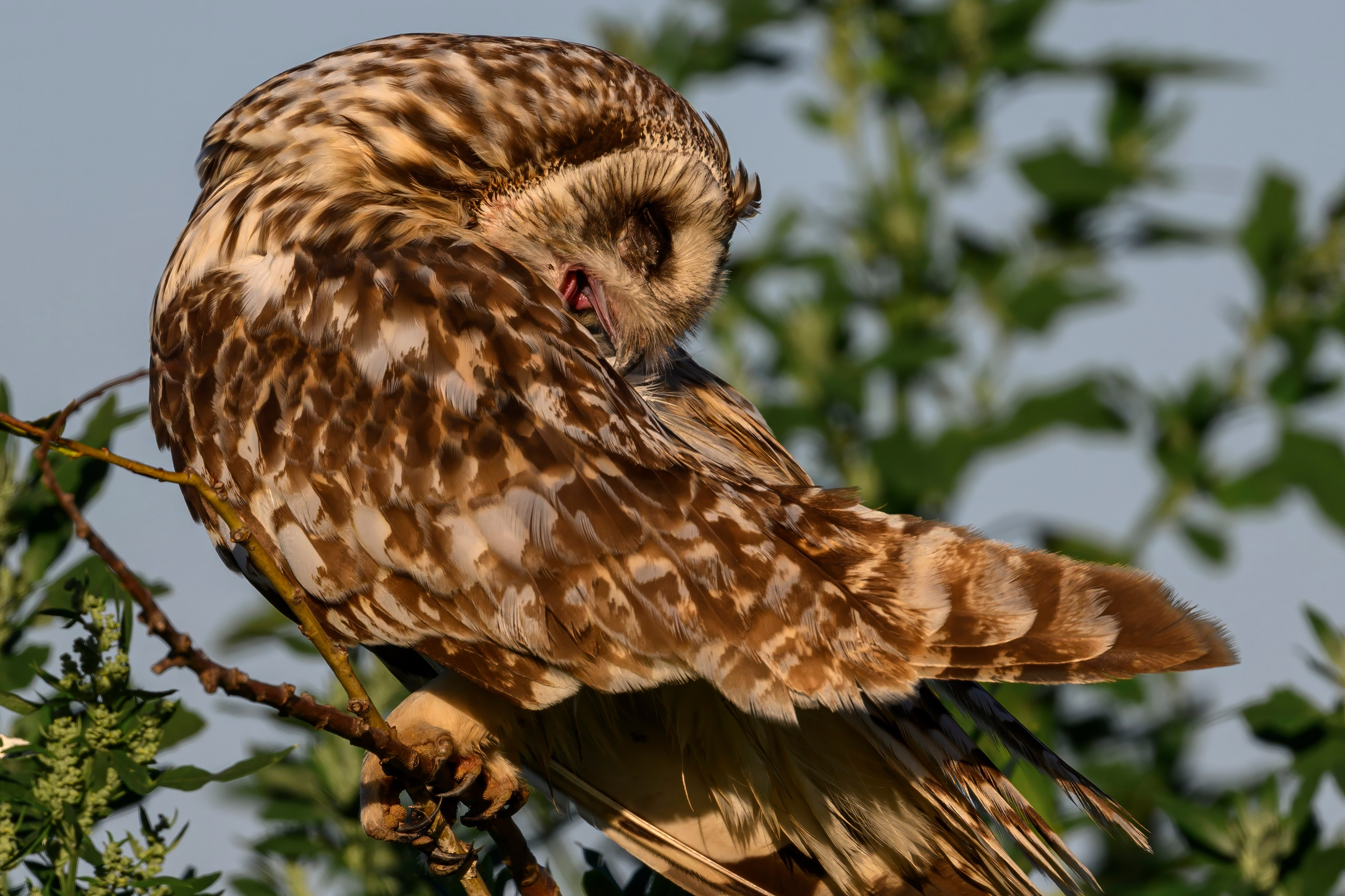 Утренний моцион совы. Owl's morning routine. Wildlife photography by Sergey Puponin