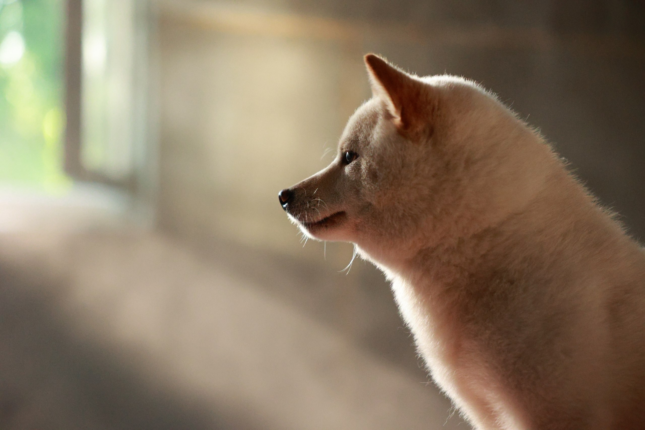 Онлайн-курс по съемке собак. Фотограф Анастасия Ветковская, Москва