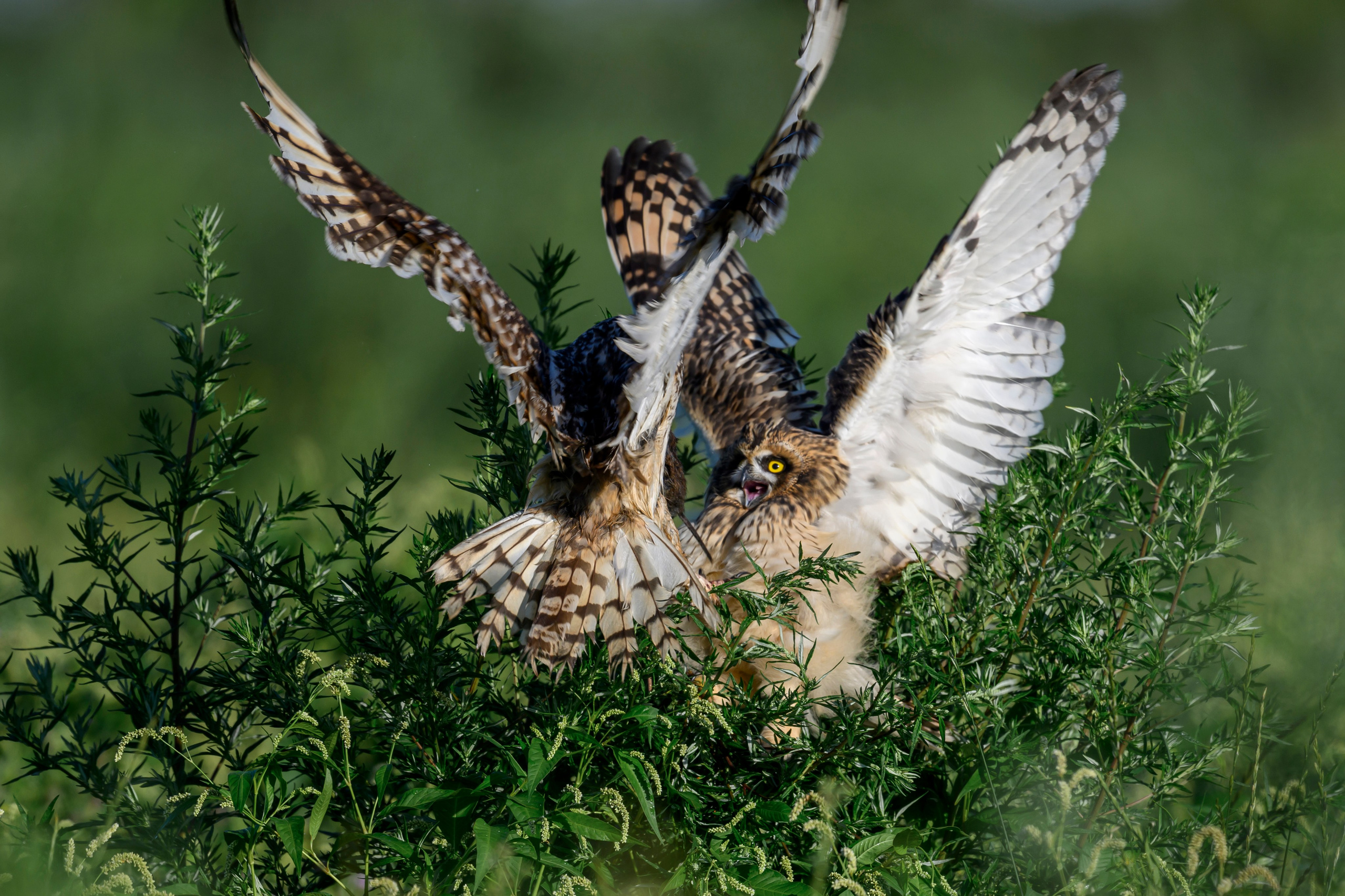 Битва сов и кормление совят. The Owl Battle and Feeding the Nestlings. Фотограф Сергей Пупонин