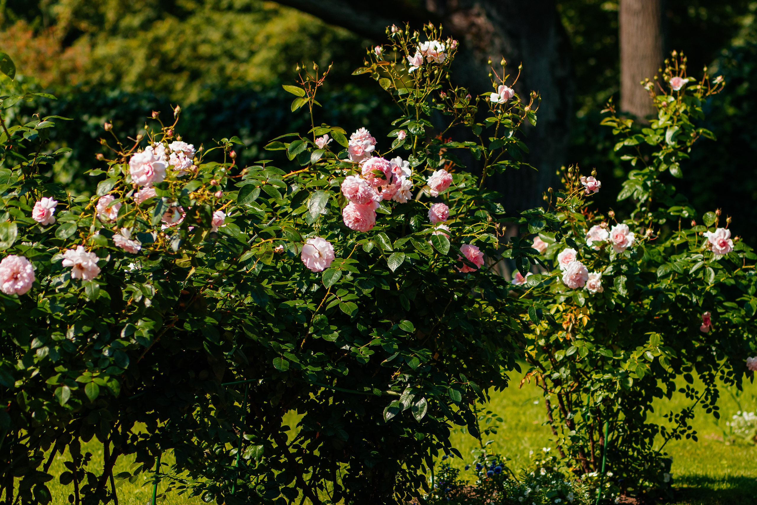 ФОТОСЕССИЯ В ПЕТЕРГОФЕ. ГДЕ СНИМАТЬ В ПЕТЕРГОФЕ