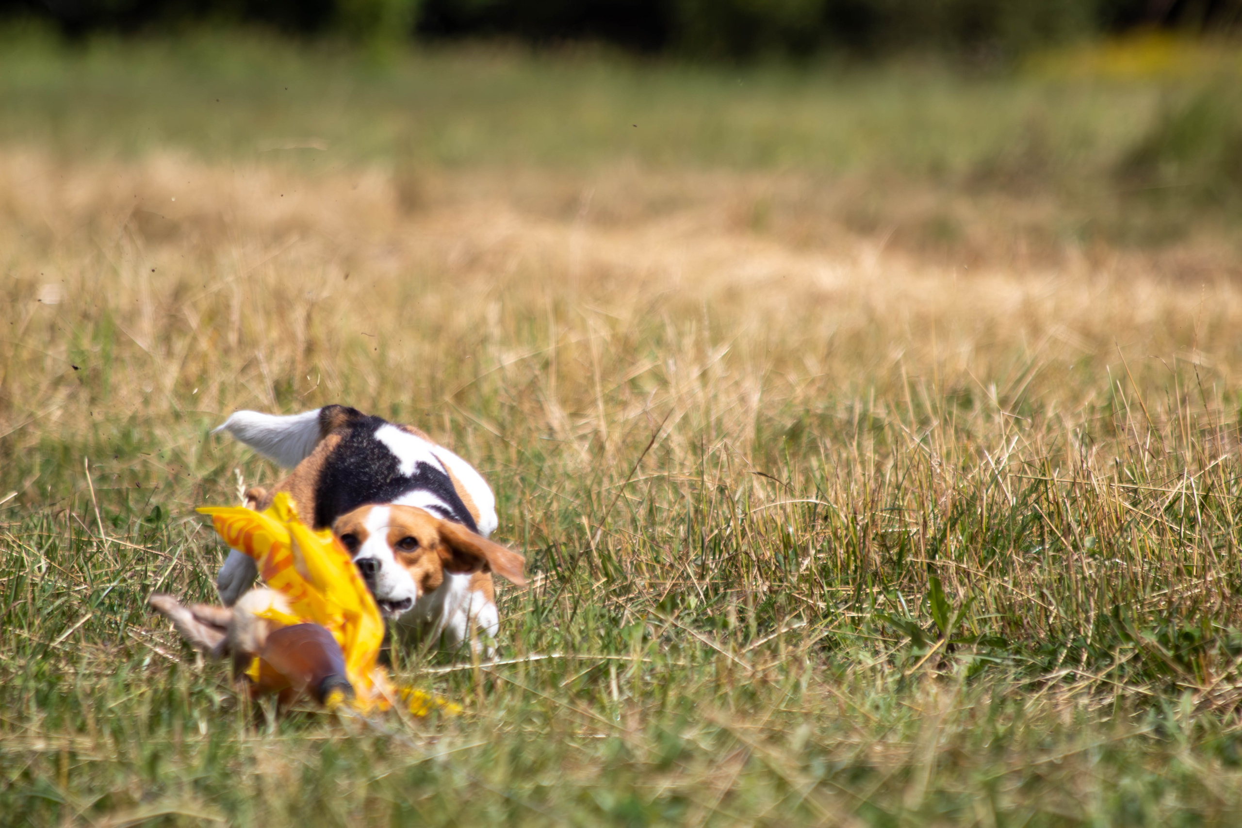 Охота как искусство Ясная поляна. Фотограф анималист — Тула, Москва