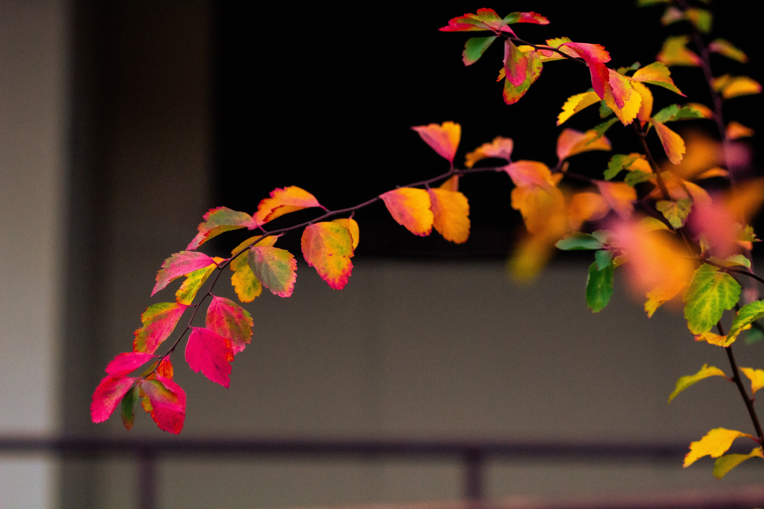Осень в Москве. Фотограф Москва, портрет, стрит, репортаж. Художественная фотосессия