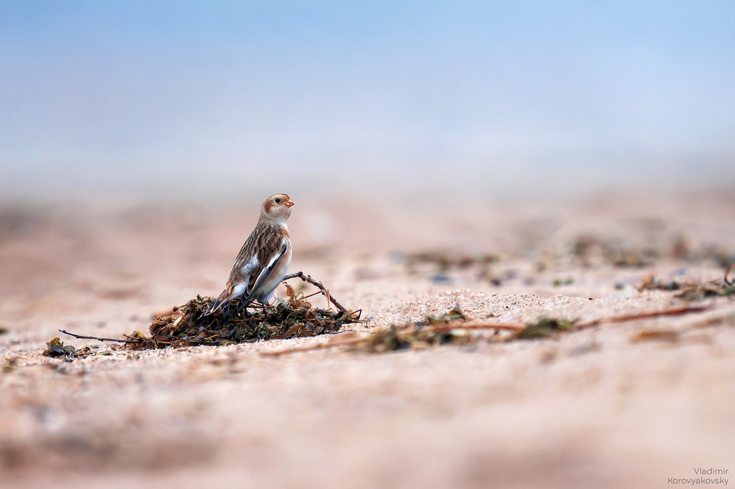 Животные. Фотограф Владимир Коровяковский