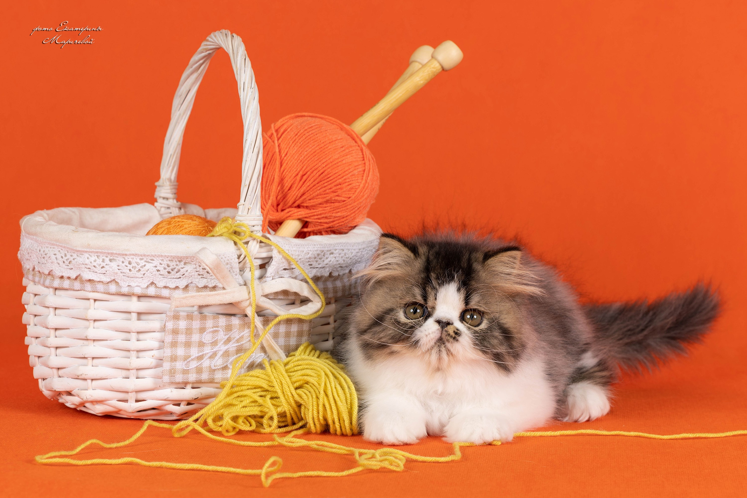 Студийная съёмка на моей территории. Фотограф-анималист в Омске Екатерина Маричева