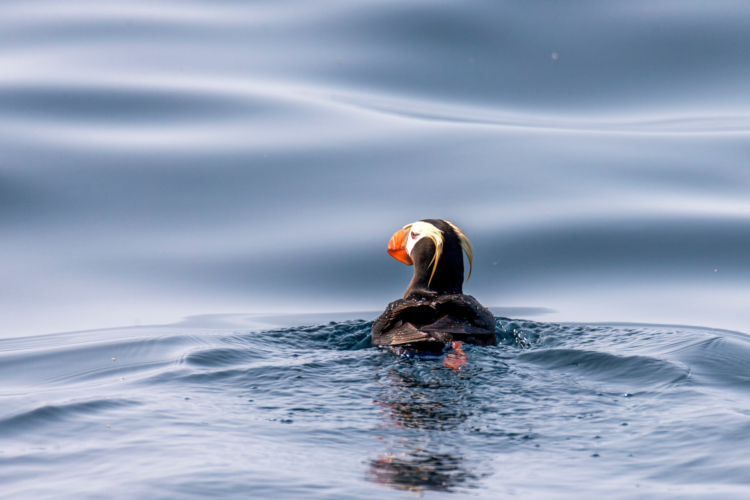 Русская бухта — дикая природа и морские маршруты Камчатки. Время Камчатки: чтобы найти свой путь, нужно скорость умножить на время