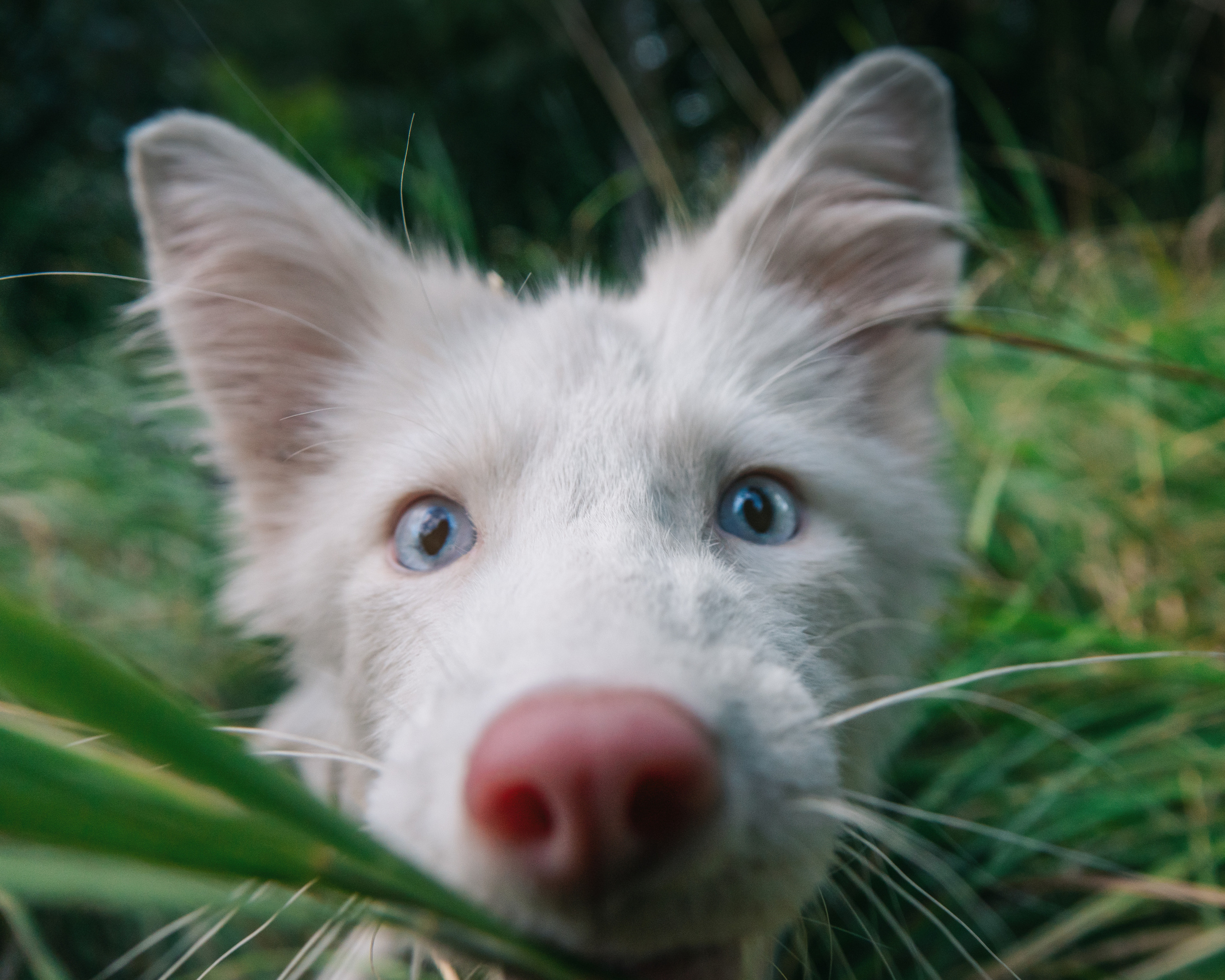 Мордочка белой лисички очень близко в камеру