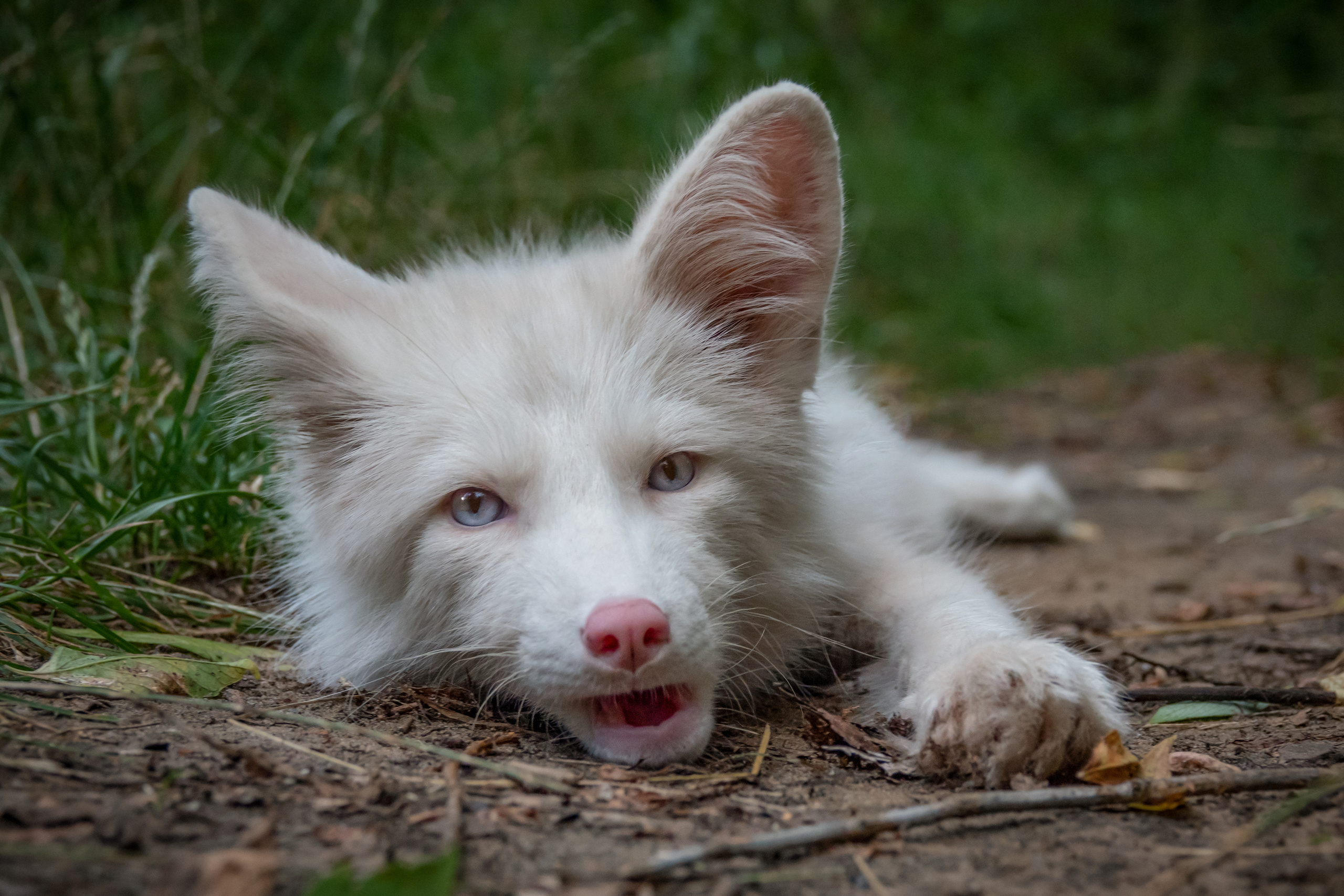 Шикарная лисичка Персефона. Фотограф-анималист в Москве Юлия Лайхо