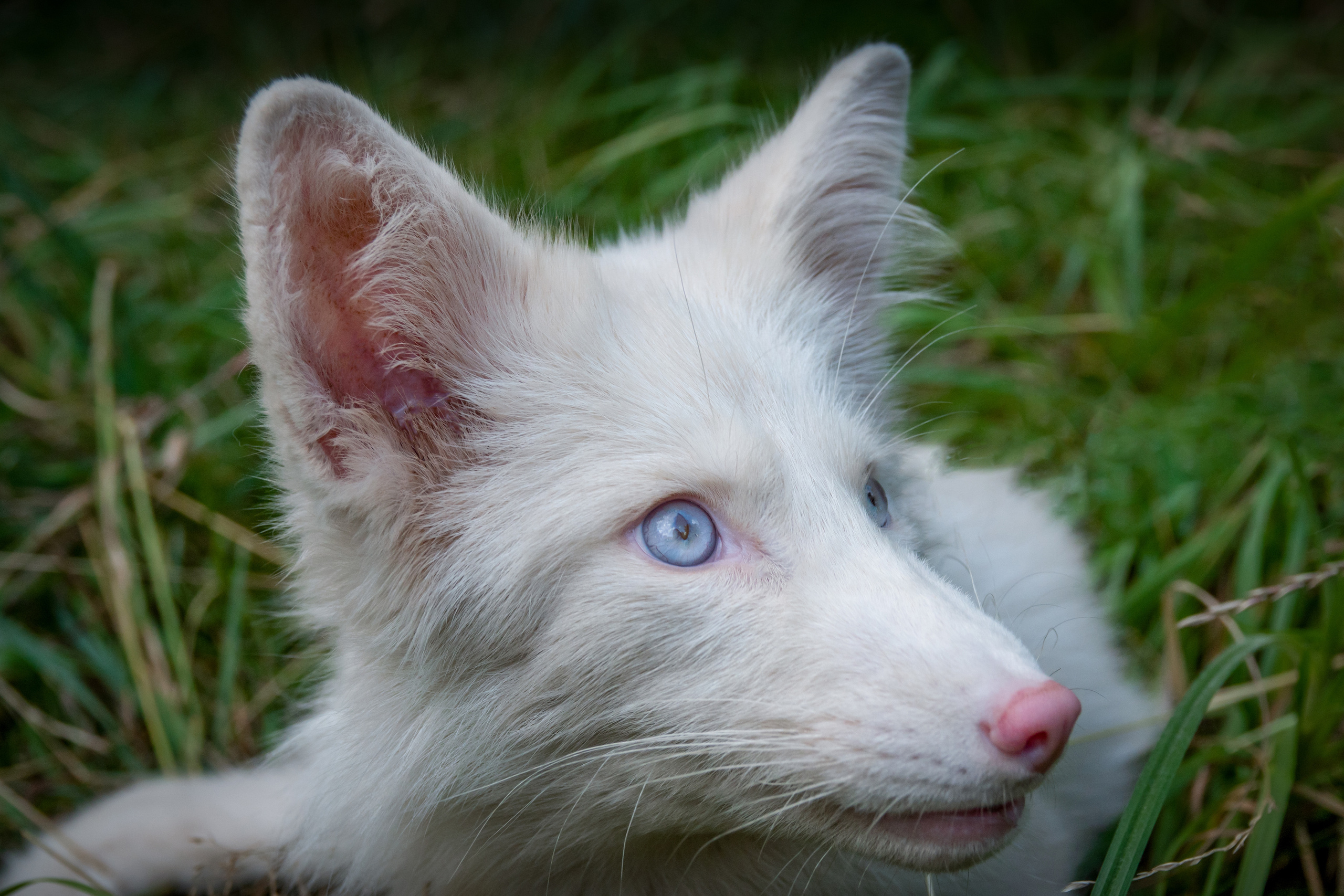 Шикарная лисичка Персефона. Фотограф-анималист в Москве Юлия Лайхо
