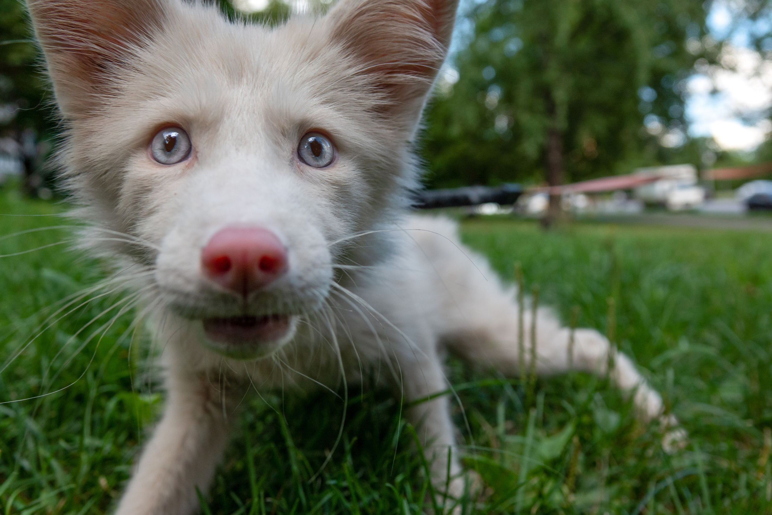Шикарная лисичка Персефона. Фотограф-анималист в Москве Юлия Лайхо