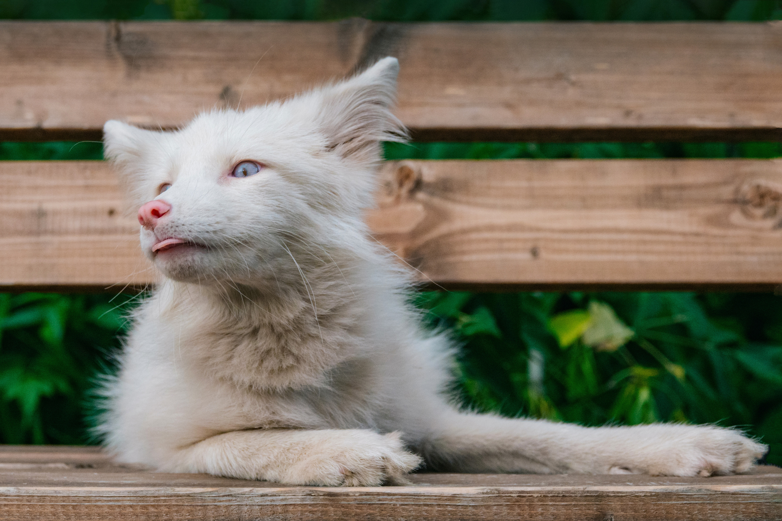 Шикарная лисичка Персефона. Фотограф-анималист в Москве Юлия Лайхо