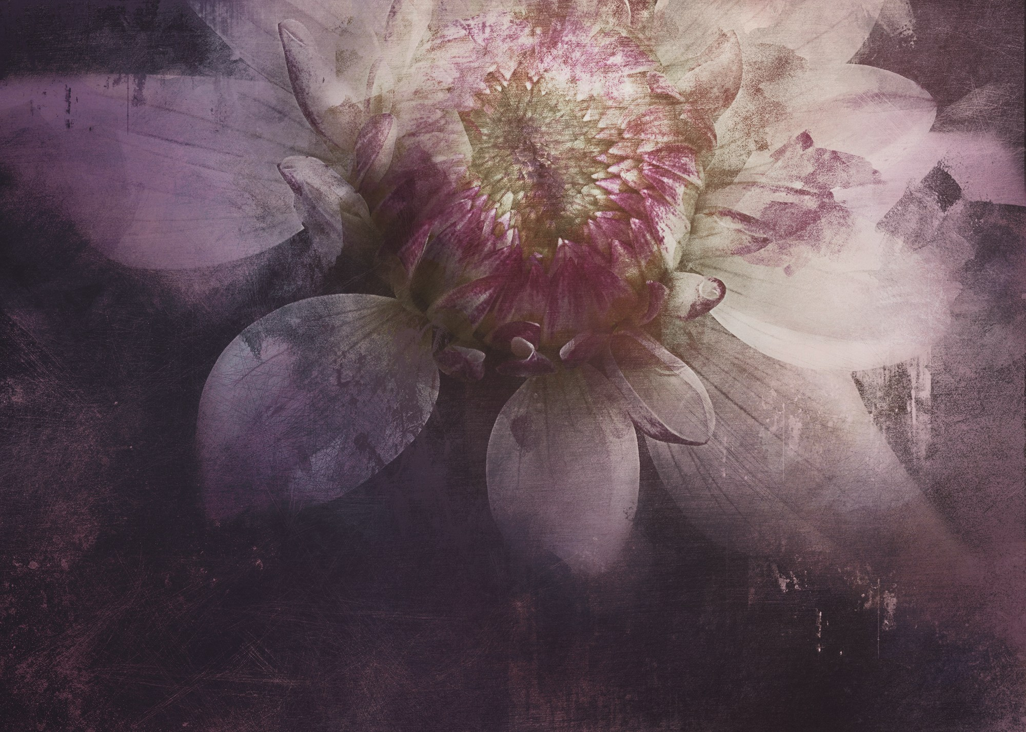 PINK VINTAGE. Eirene G | Photoartist | Flowers from my garden