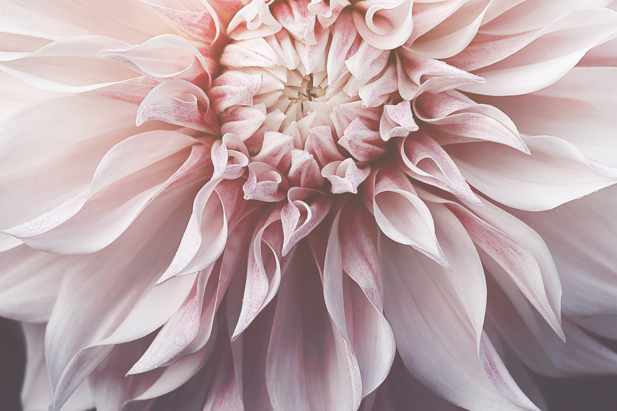 PINK VINTAGE. Eirene G | Photoartist | Flowers from my garden