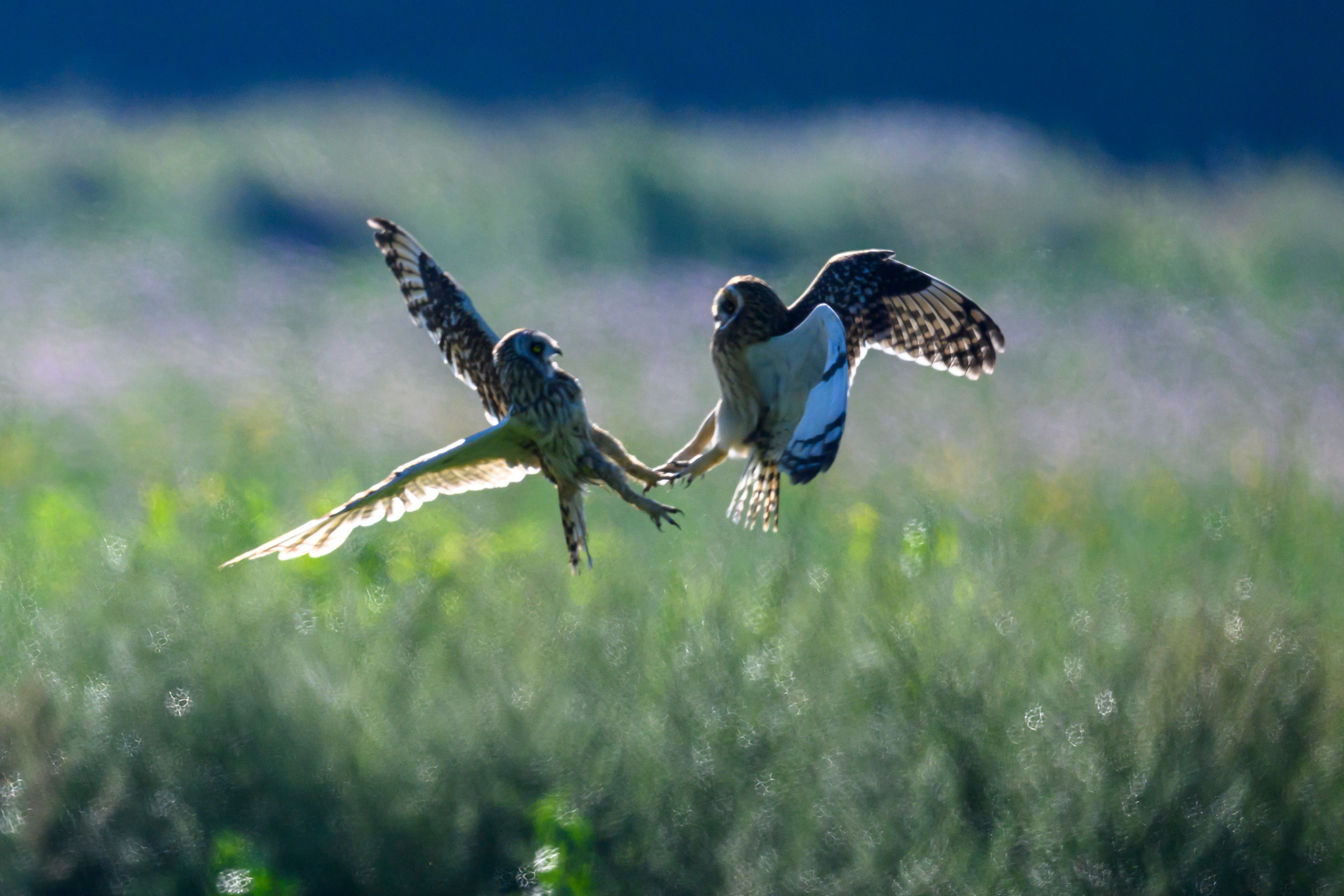 Первая охота совят. The first hunt of owlets. Фотограф Сергей Пупонин