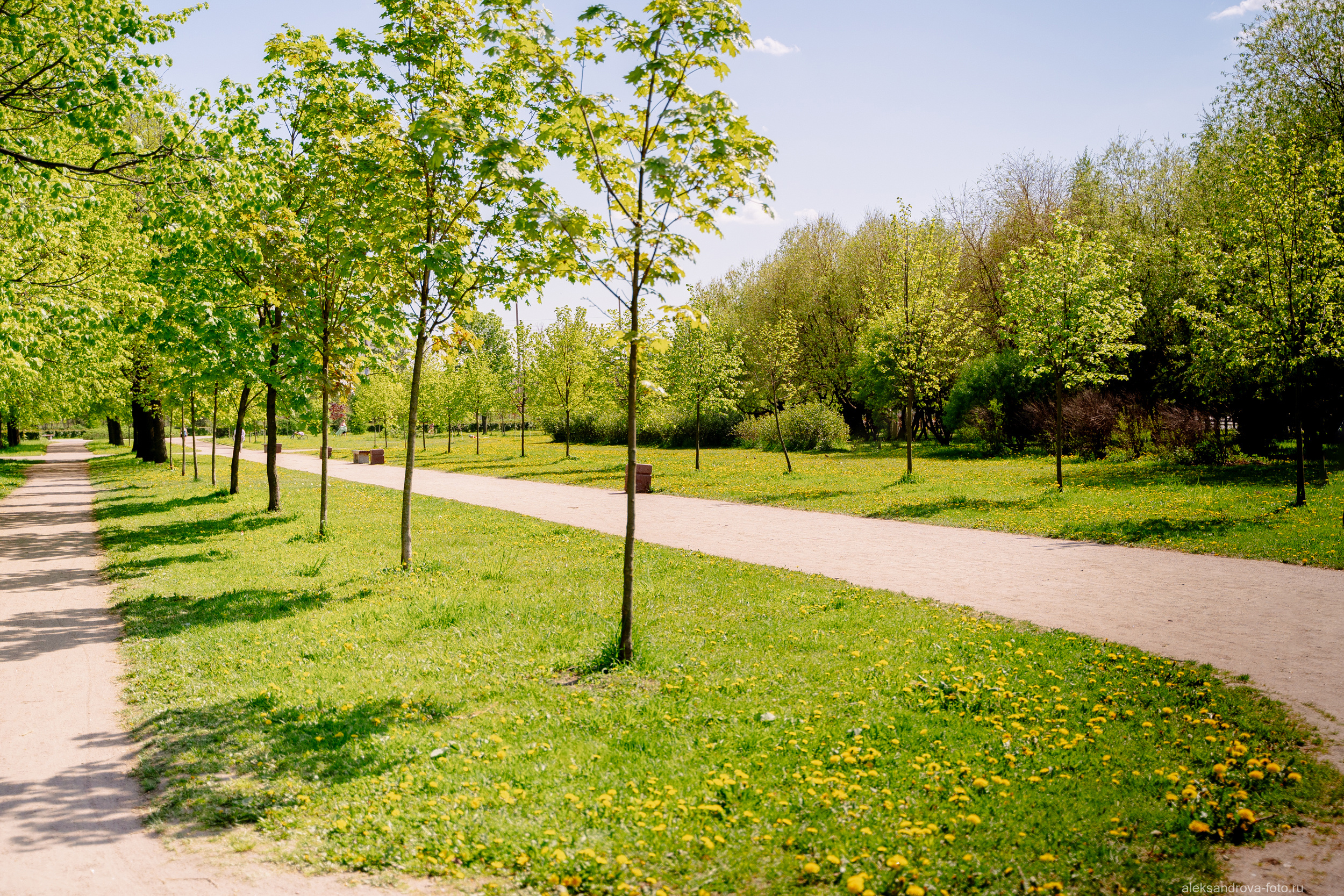 Сады и парки. Фотограф беременных в СПб — Елена Александрова