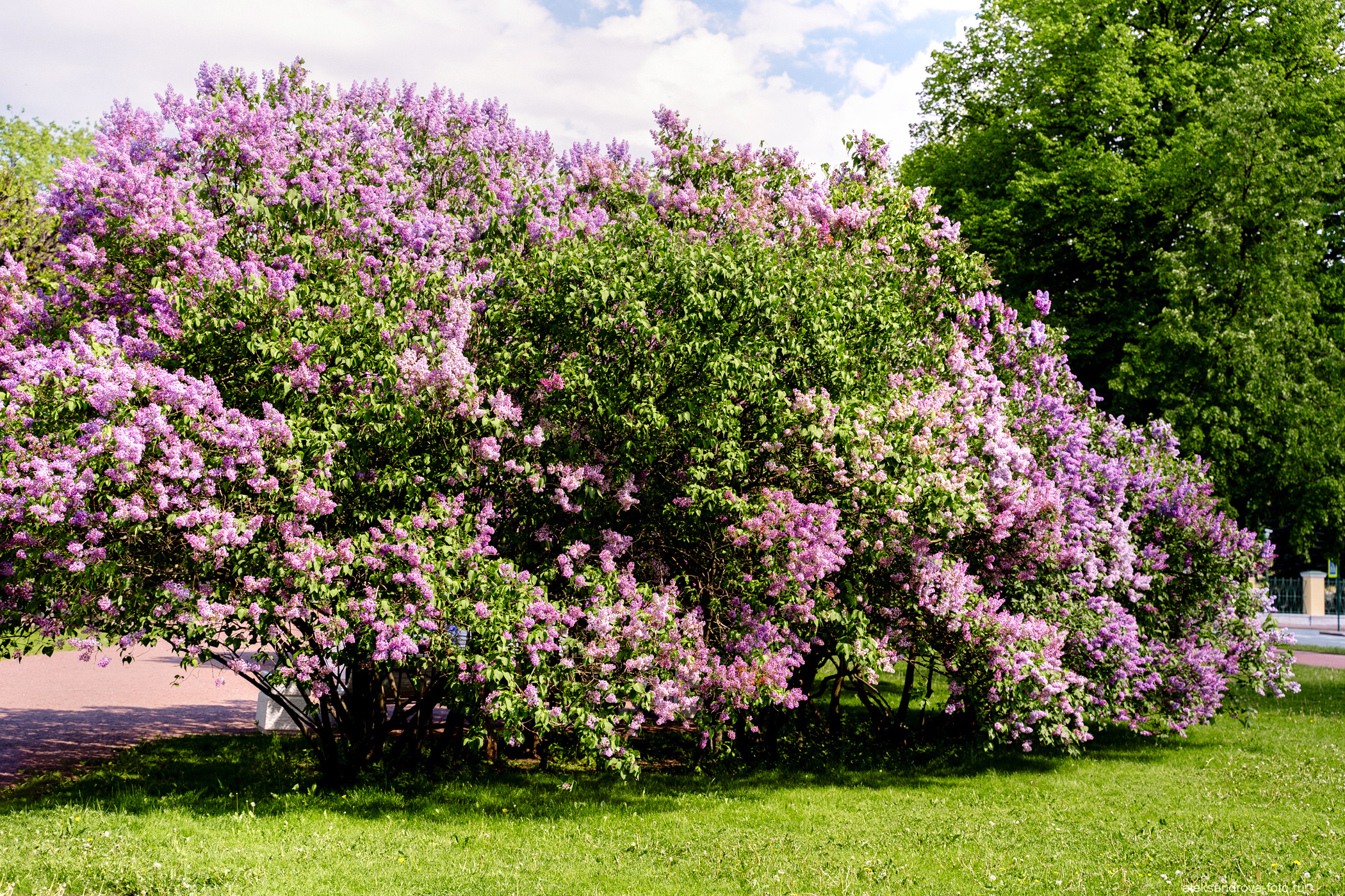 Сады и парки. Фотограф беременных в СПб — Елена Александрова