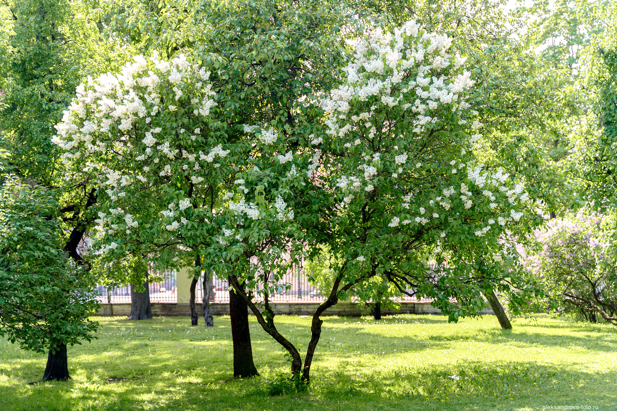 Сады и парки. Фотограф беременных в СПб — Елена Александрова