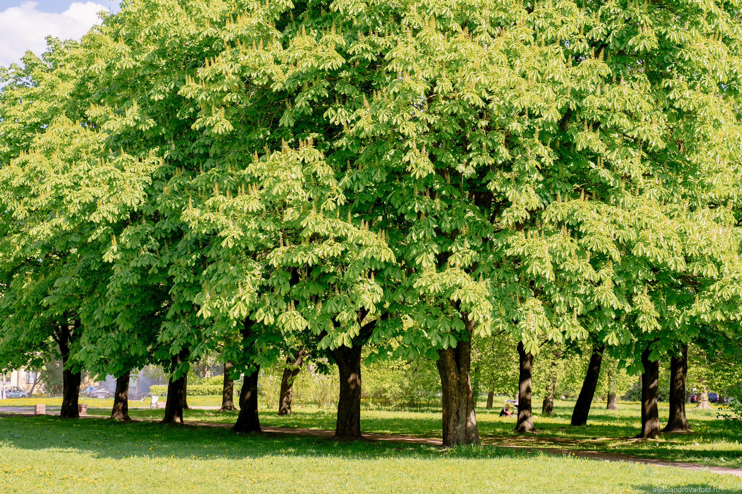Сады и парки. Фотограф беременных в СПб — Елена Александрова
