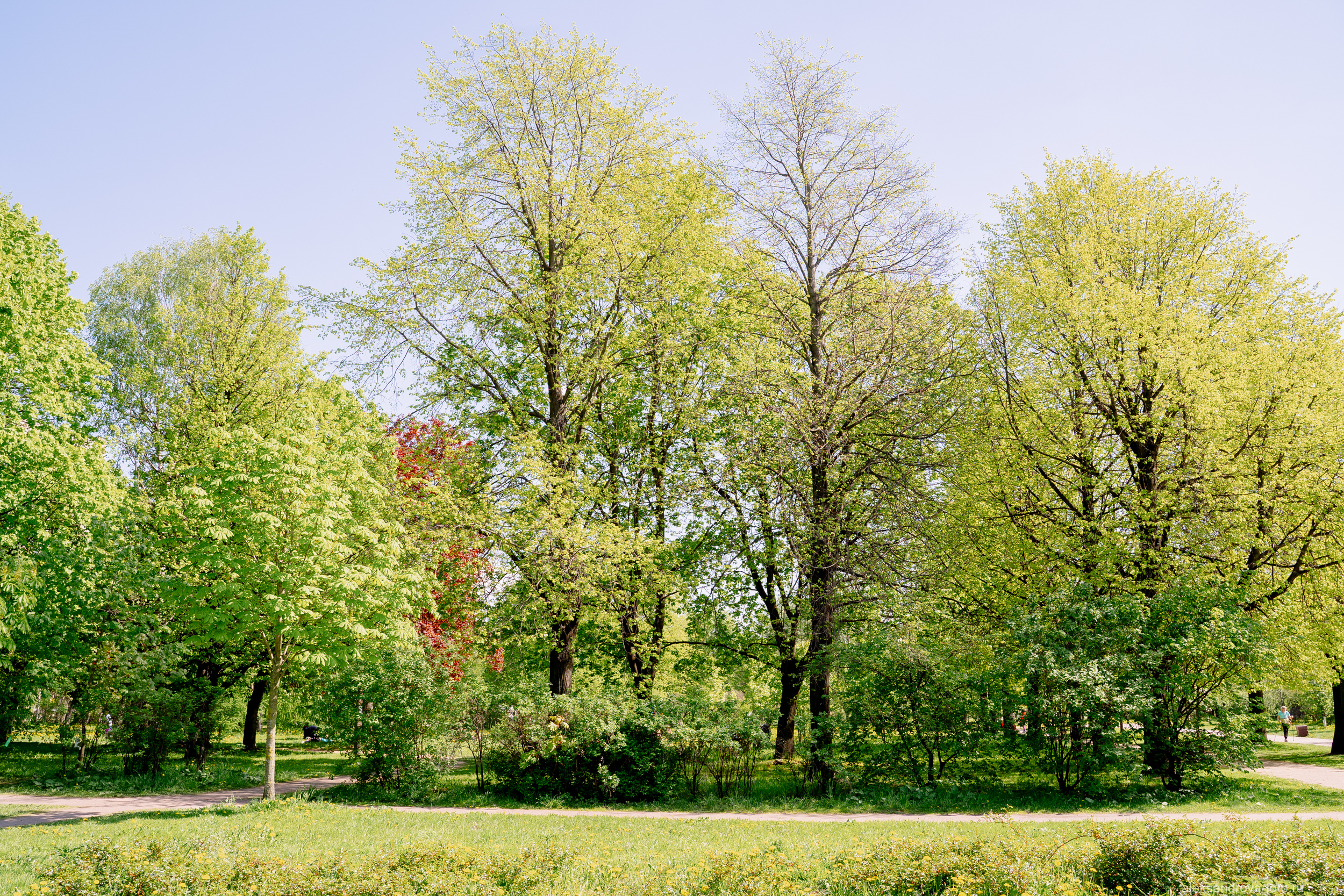 Сады и парки. Фотограф беременных в СПб — Елена Александрова