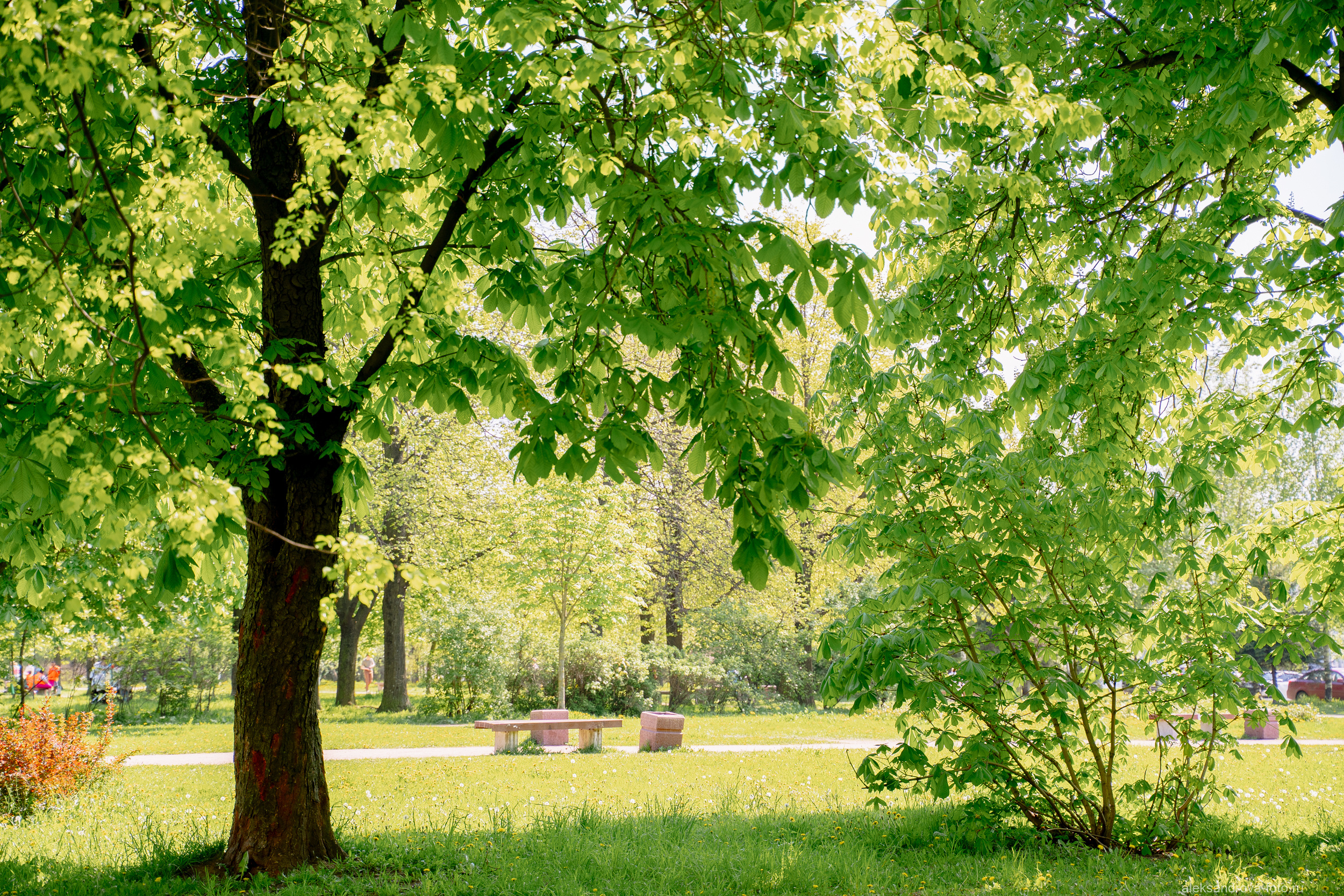 Сады и парки. Фотограф беременных в СПб — Елена Александрова