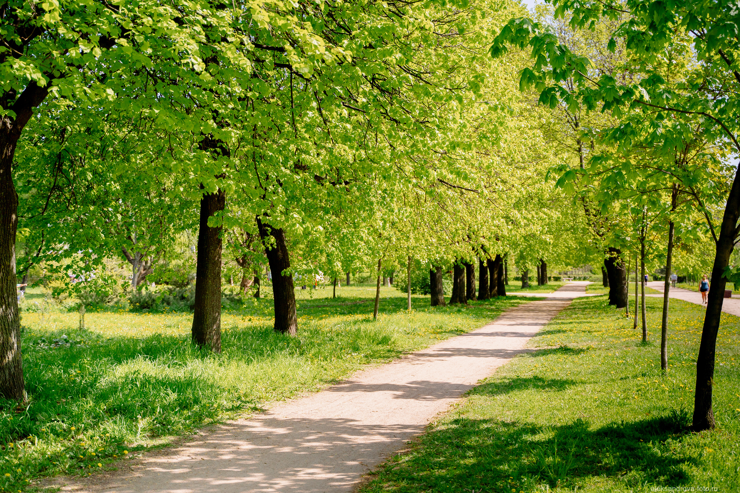 Сады и парки. Фотограф беременных в СПб — Елена Александрова