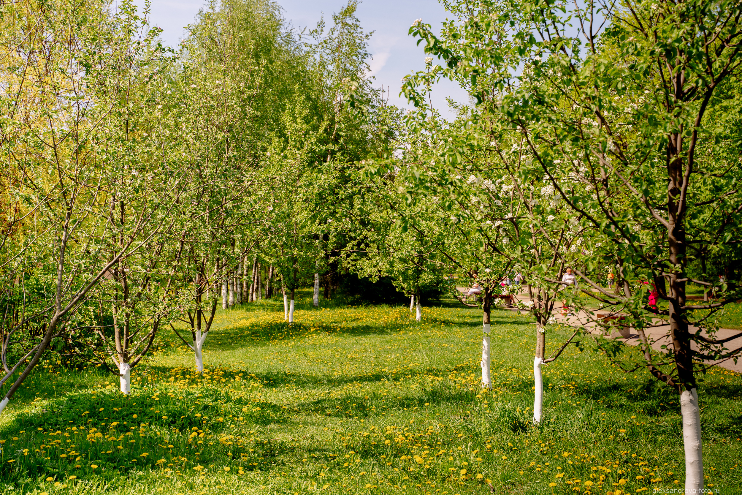 Сады и парки. Фотограф беременных в СПб — Елена Александрова