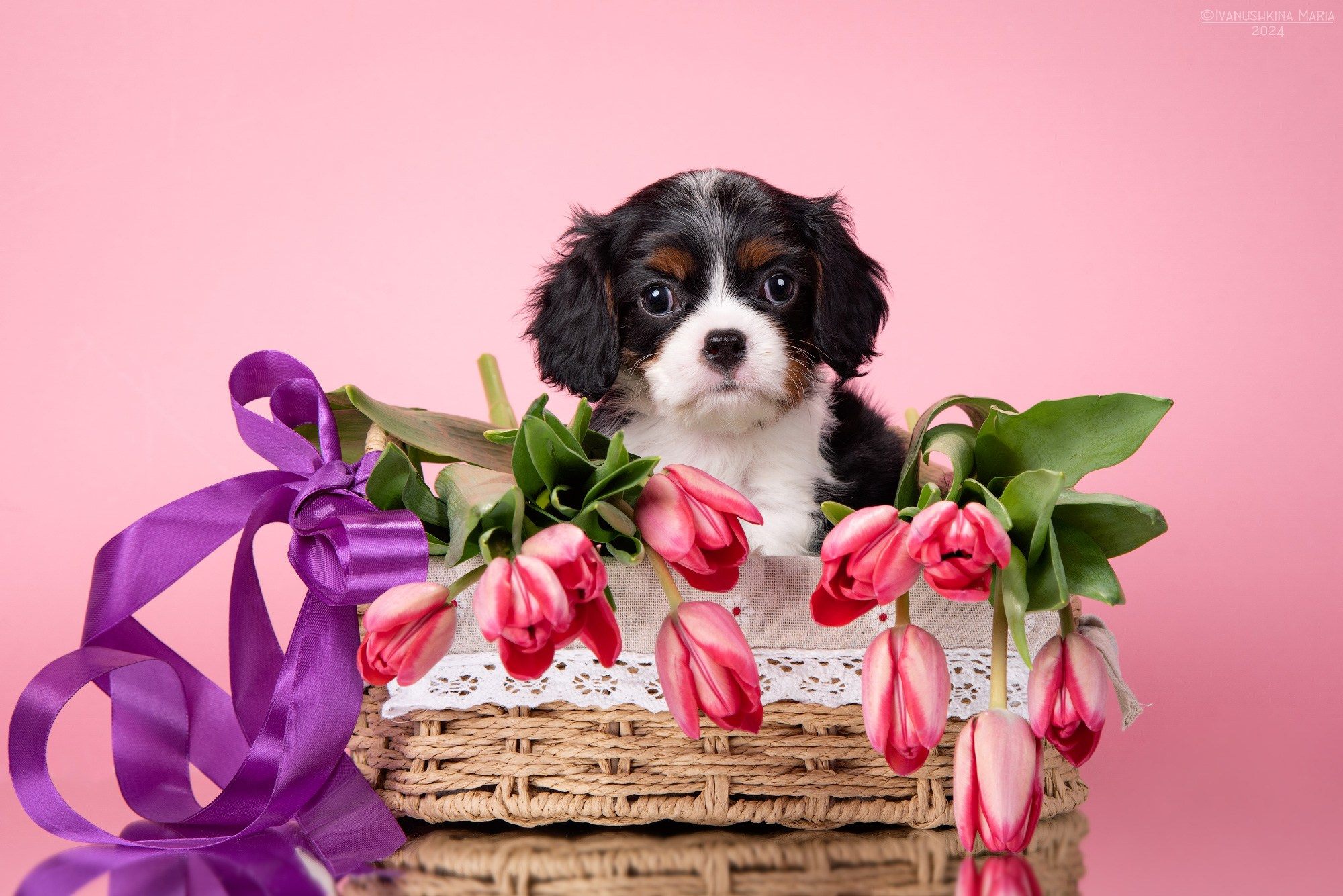 Фотосессия щенков на фонах. Фотограф собак в Москве и Московской области Иванушкина Мария