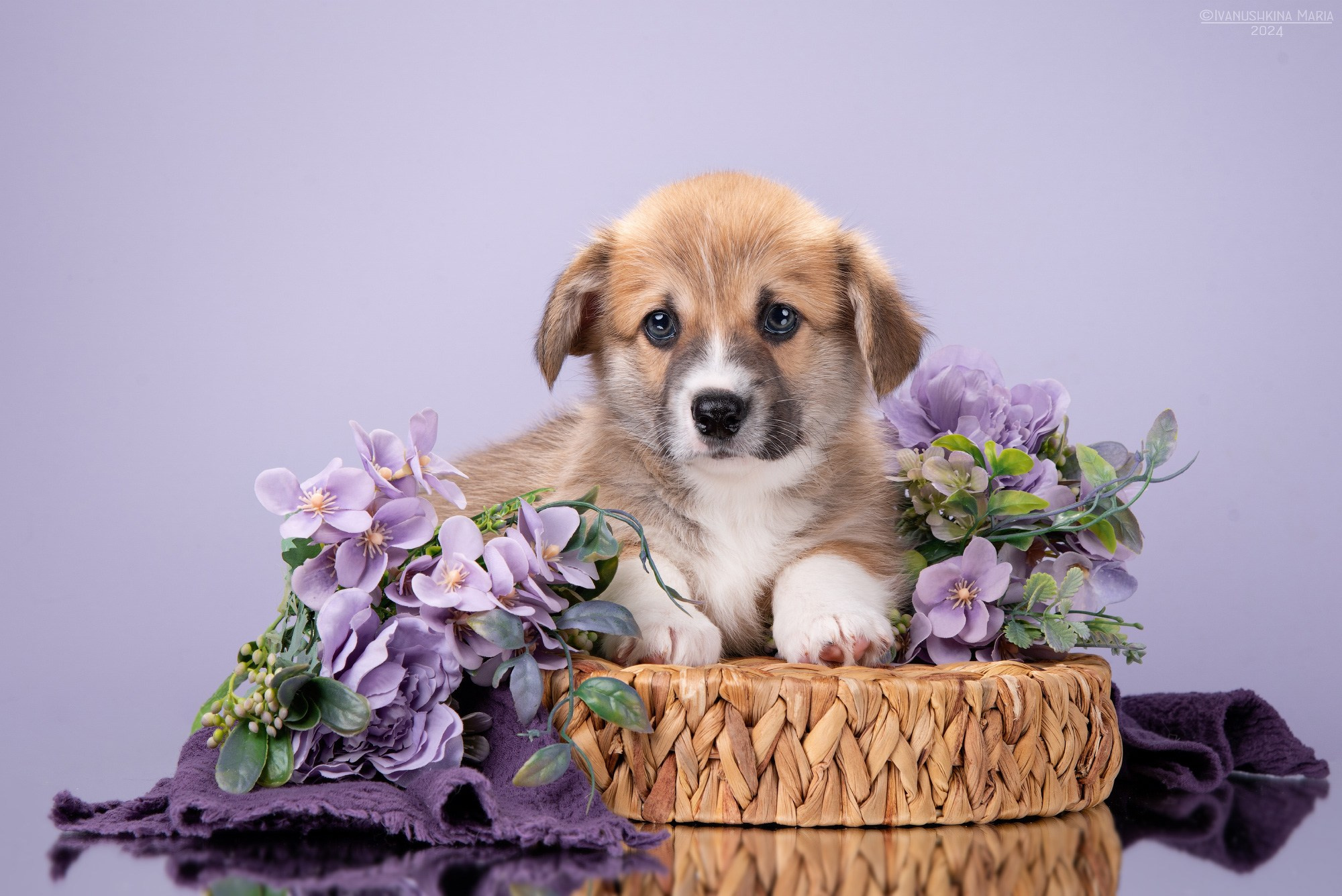 Фотосессия щенков на фонах. Фотограф собак в Москве и Московской области Иванушкина Мария