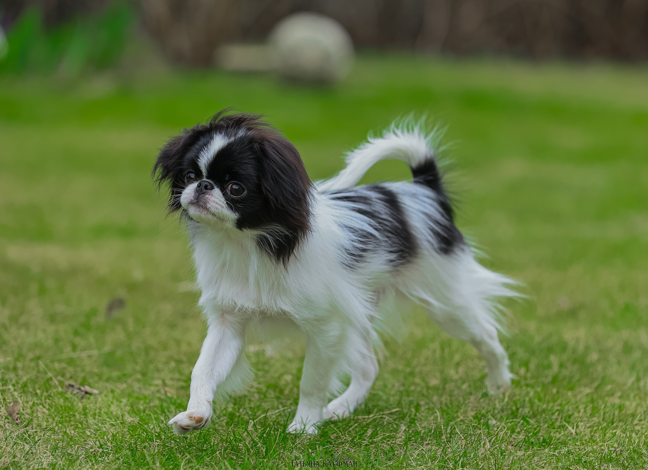 Японский хин, фотография японский хин, собака в цветах, красивая собака, фотограф анималист, фотокурс Анималистика, научиться фотографировать собак, фотограф Новосибирск