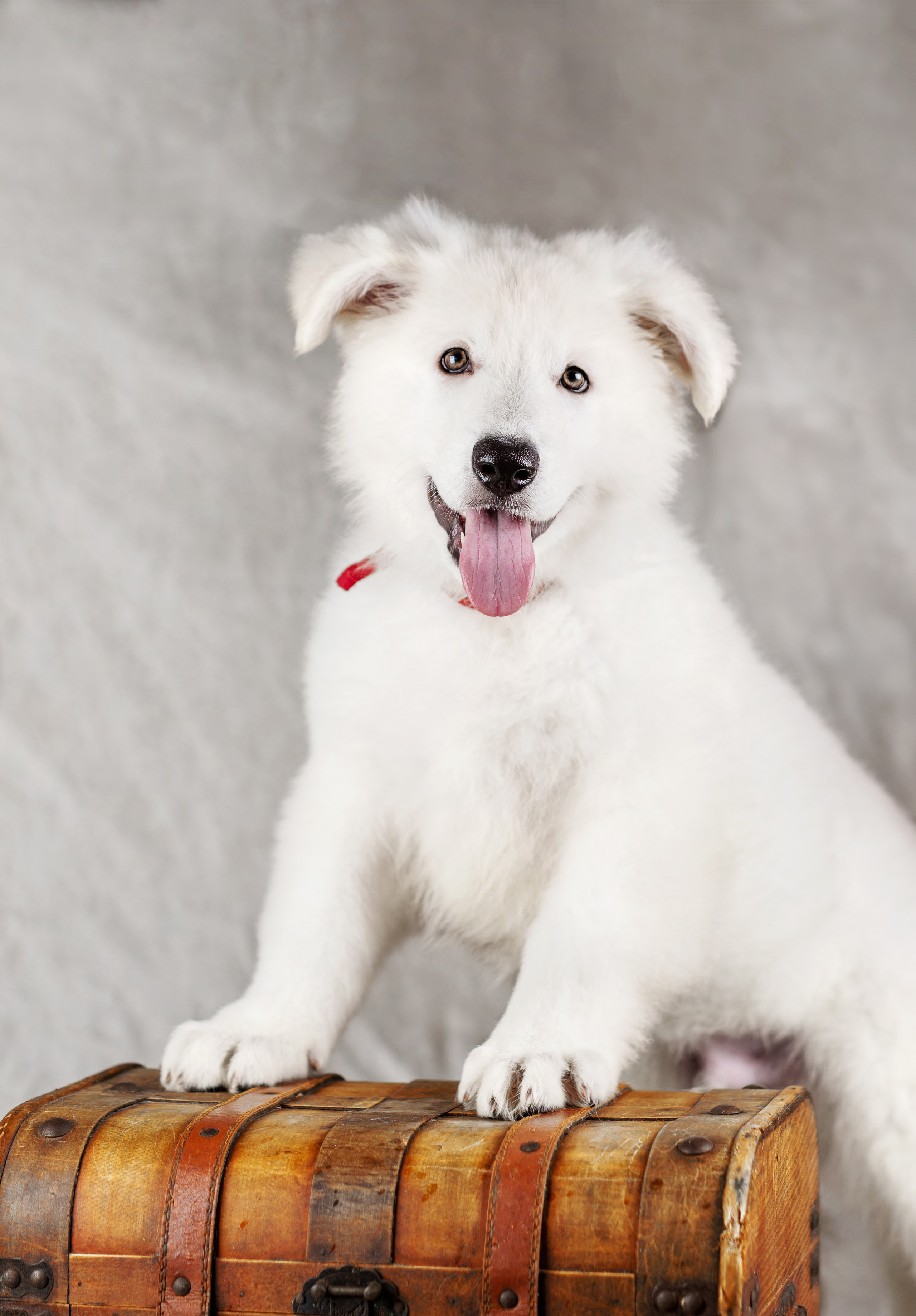 Щенки белой швейцарской овчарки. Фотограф-анималист Юлия Зубкова