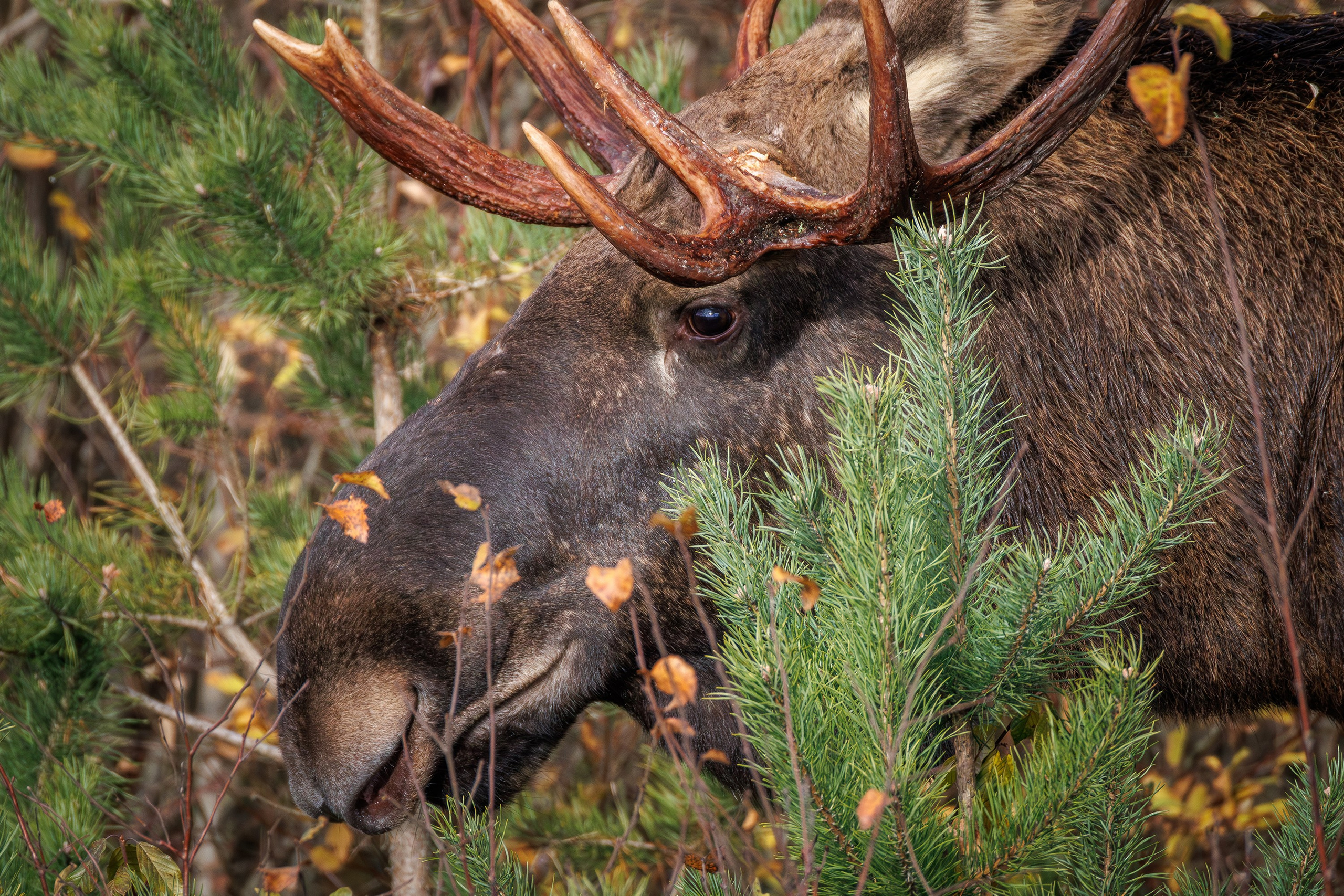Фотограф дикой природы Роман Исаенков