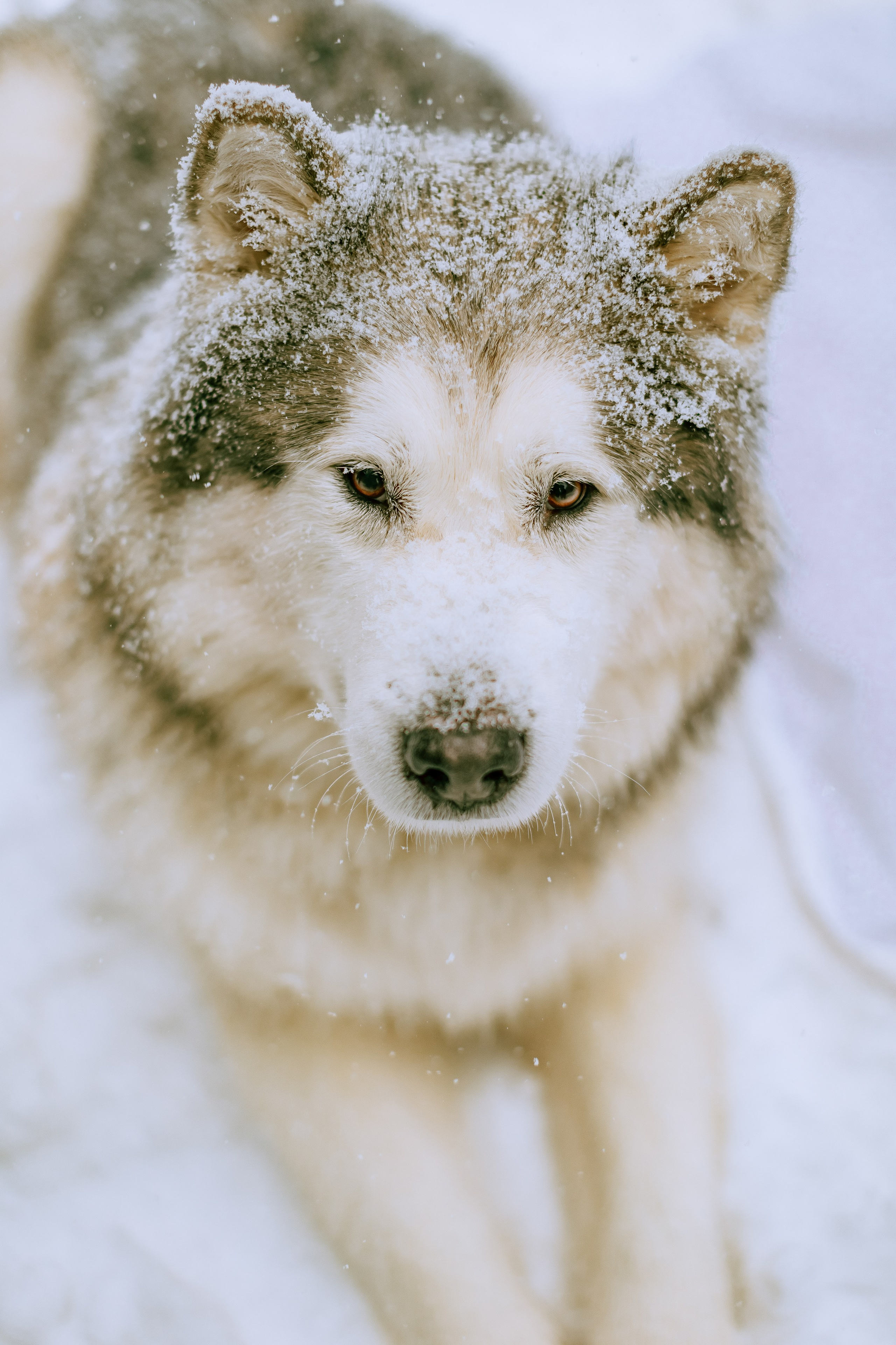 аляскинский маламут