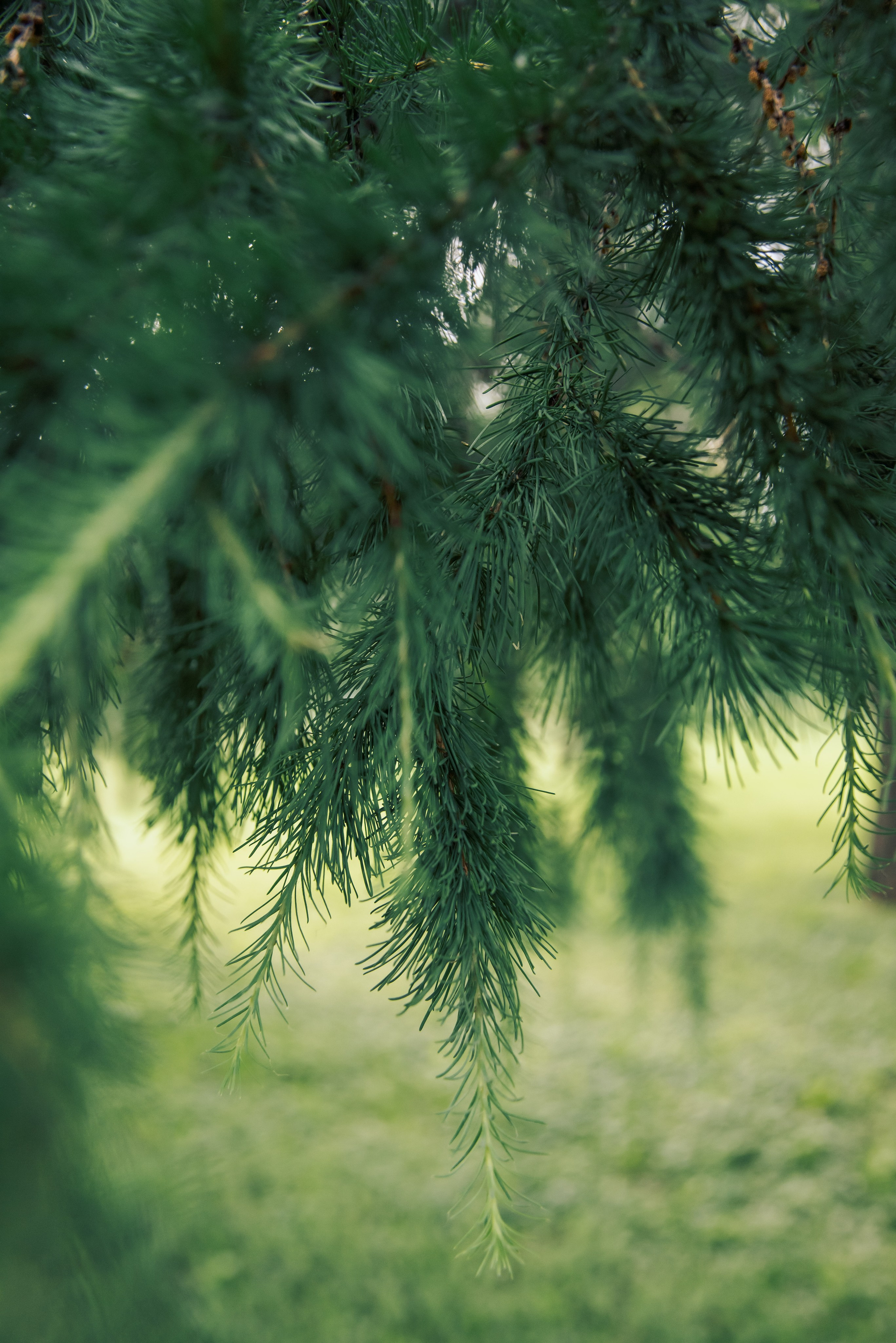 Парк БОТАНИЧЕСКИЙ САД обзор. Фотограф в Москве и Московской области (Ю-В) Олеся Макарова