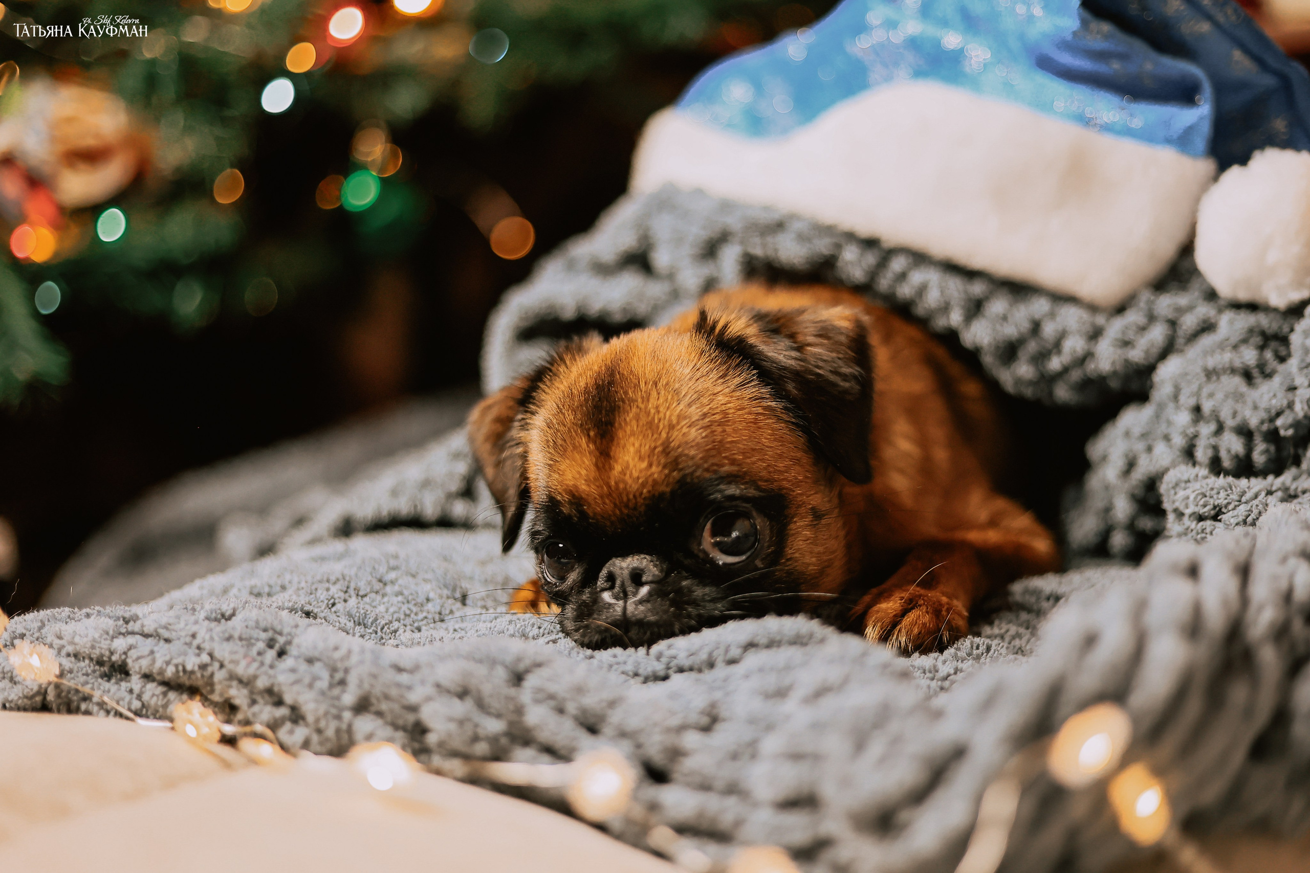 Малый брабансон, фотография брабансон, красивая собака, фотограф анималист, фотокурс Анималистика, научиться фотографировать собак, фотограф Новосибирск