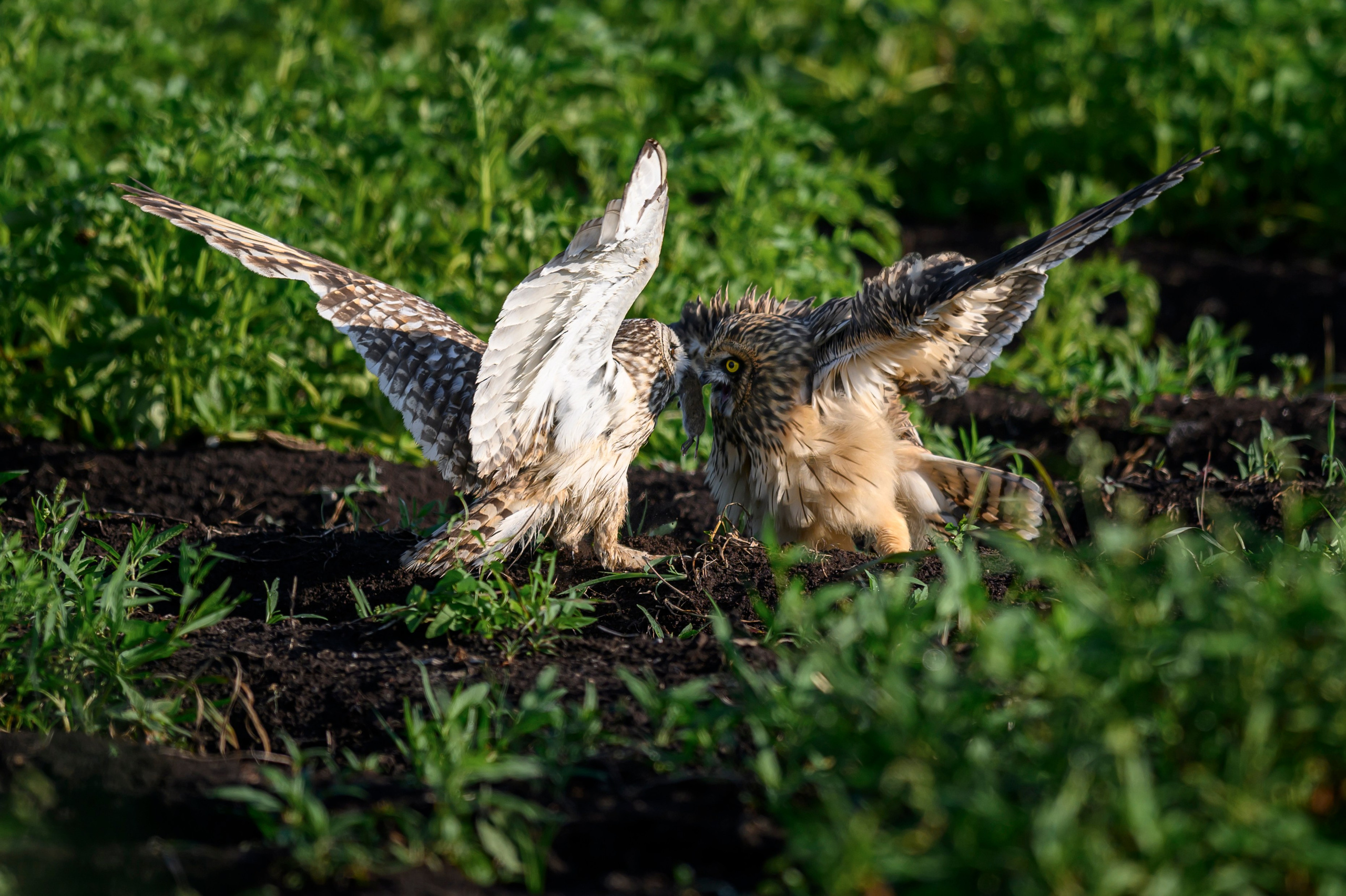 Совята завтракают. The owlets are having breakfast. Wildlife photography by Sergey Puponin