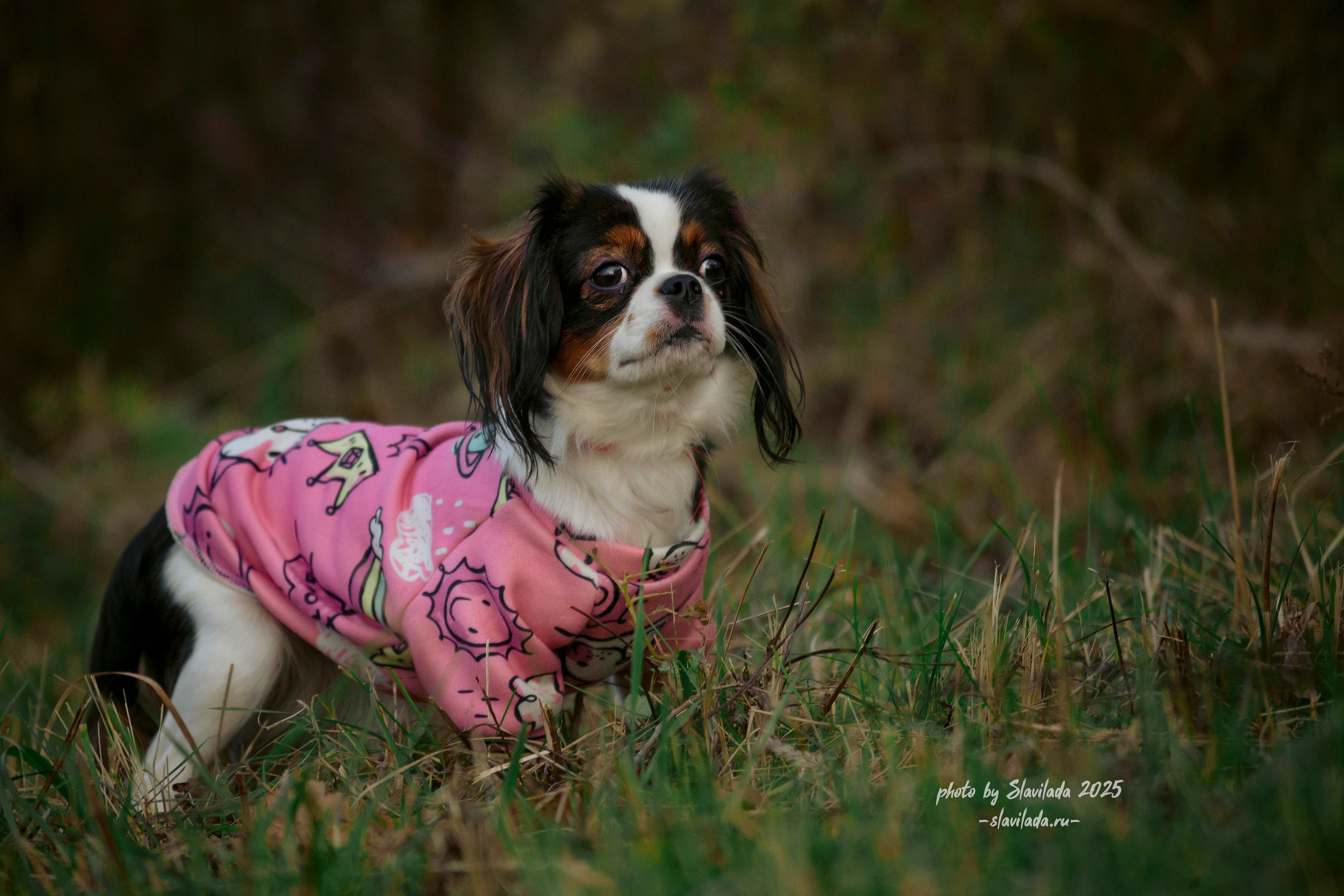 Рассвет. Slavilada-Лапки. Свет. Любовь… Профессиональная фотосессия питомцев Для памяти, пристройства и продажи. Хабаровск