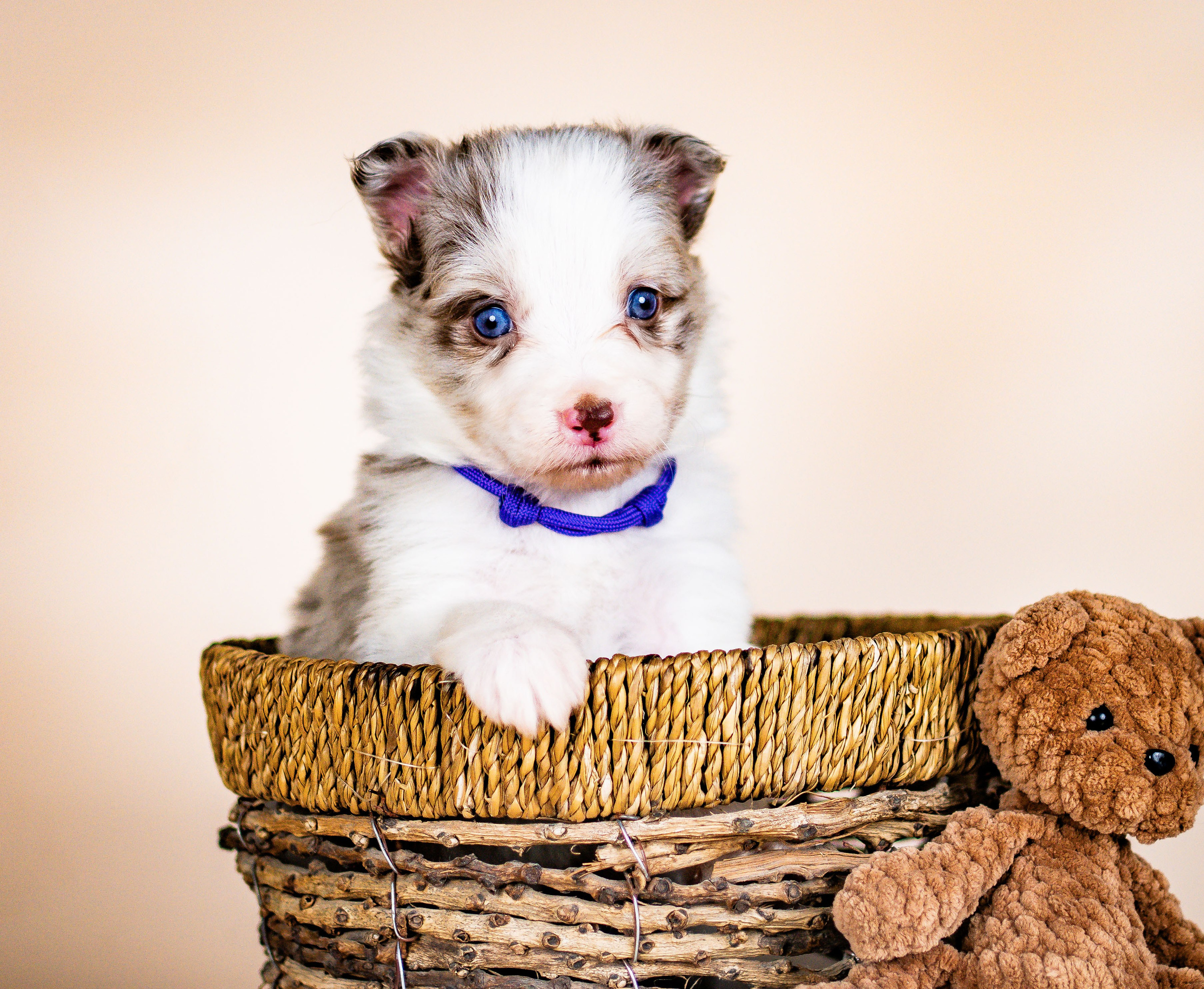 Фритсвит. Семейный фотограф Ефремова Виктория