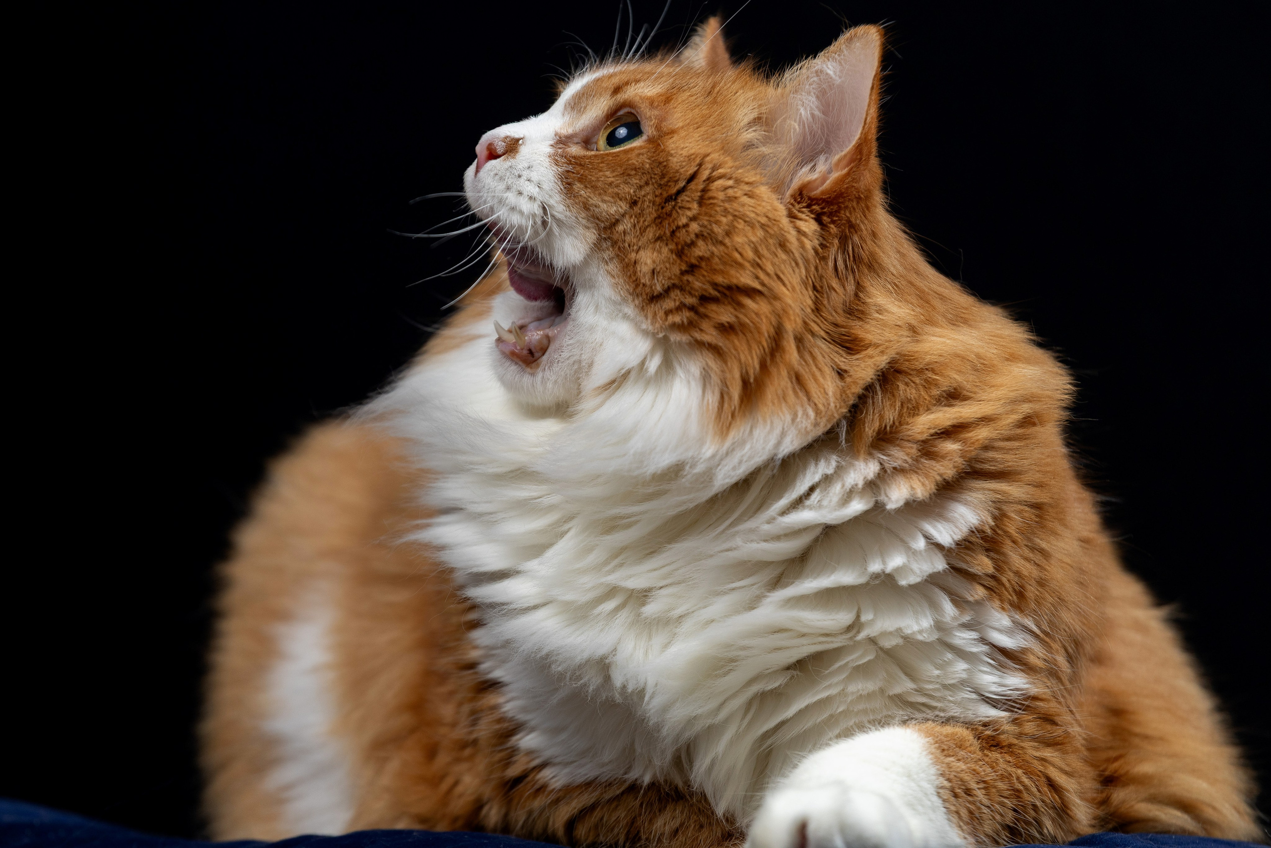 Котосессия Тимоша. Фотограф. Спорт, репортаж, предметная съемка