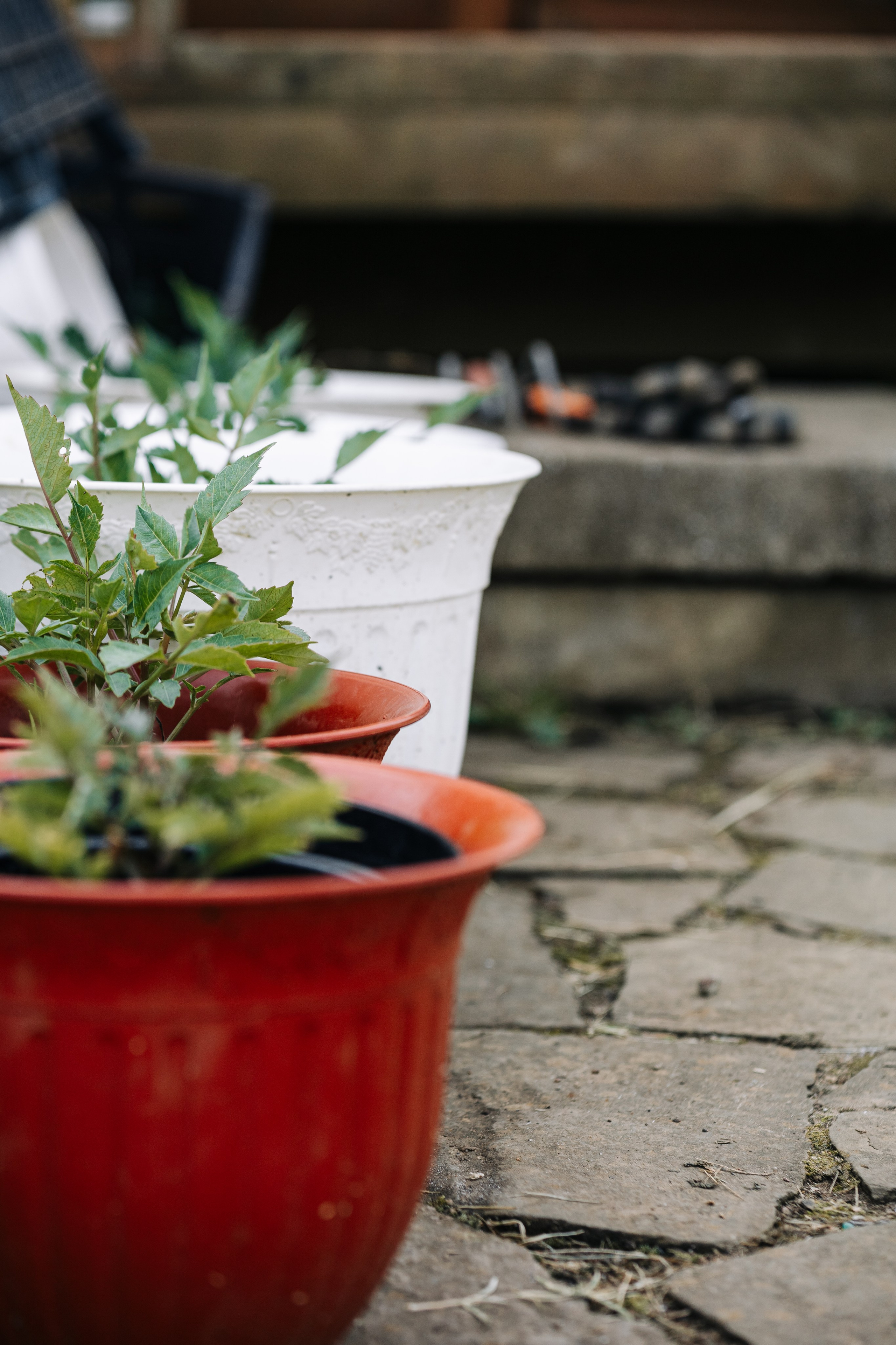 ОЗЕЛЕНЕНИЕ СРЕДЫ. Студия цветов в Санкт-Петербурге Ирины Гуриной