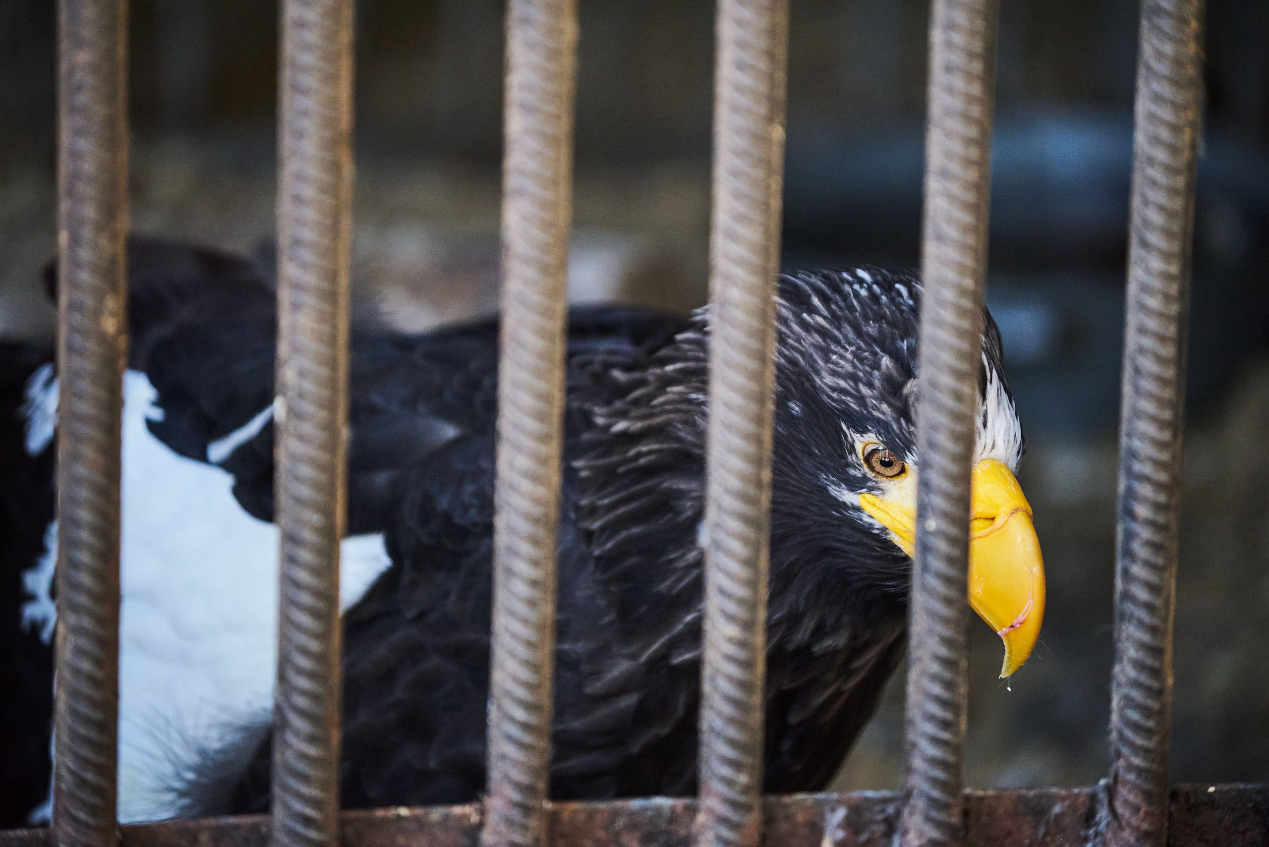 Зоопарк Иваново. Фотограф в Иваново: Каталожная съемка одежды и постельного белья, Wildberries