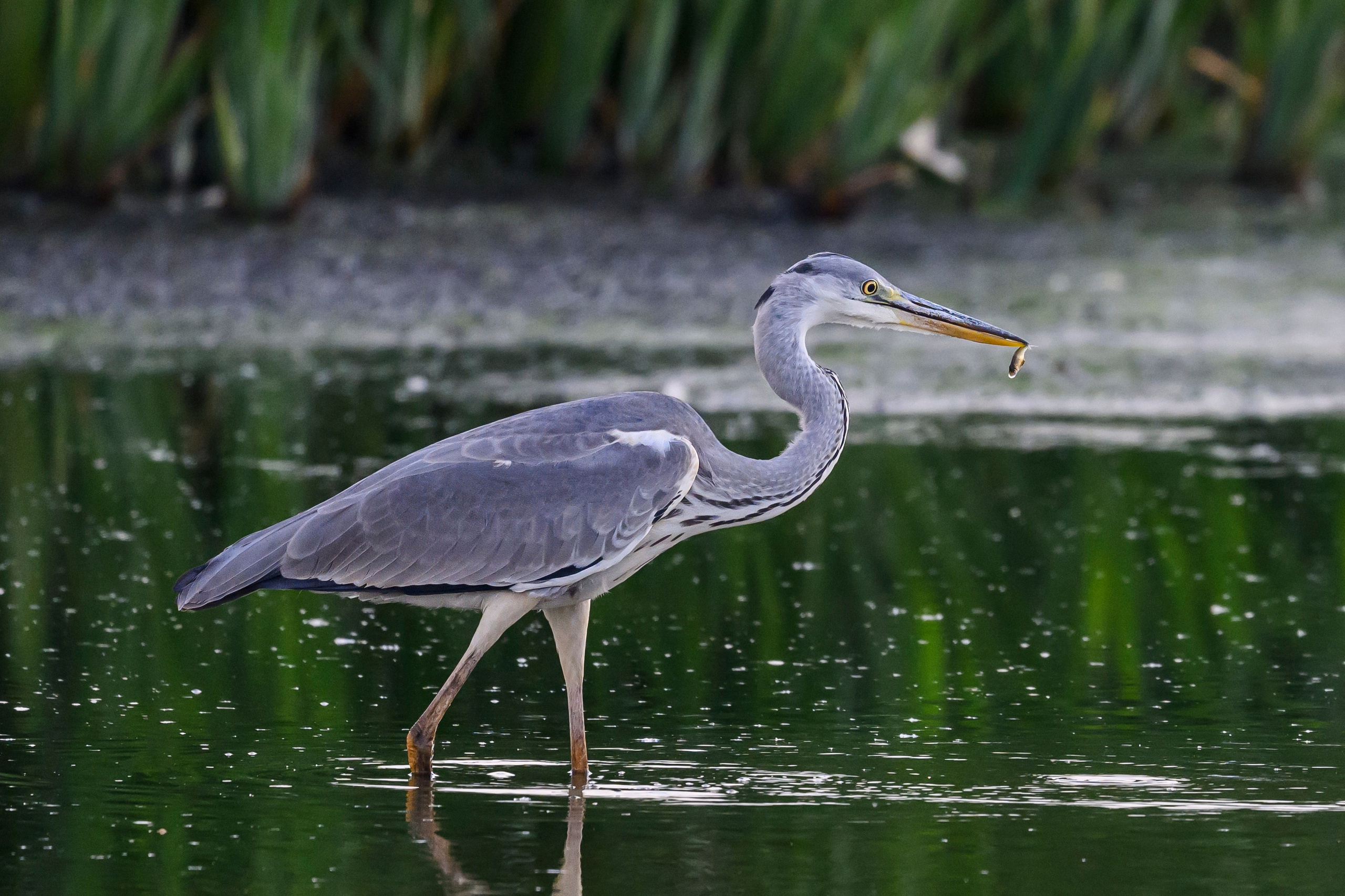 Рыбалка цапли. Fishing of the Heron. Фотограф Сергей Пупонин