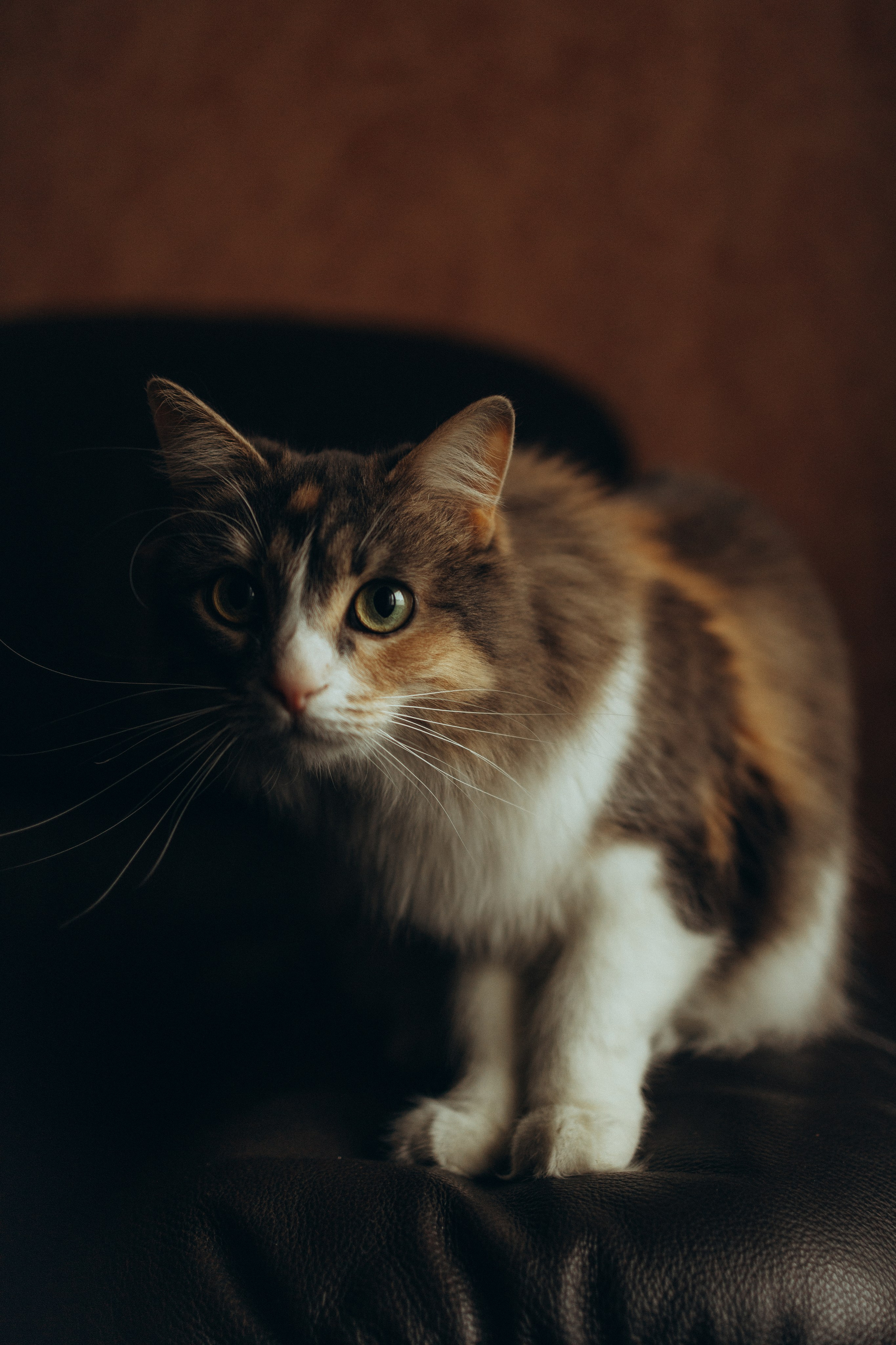 Даша. Фотограф Москва Алёна Суворова