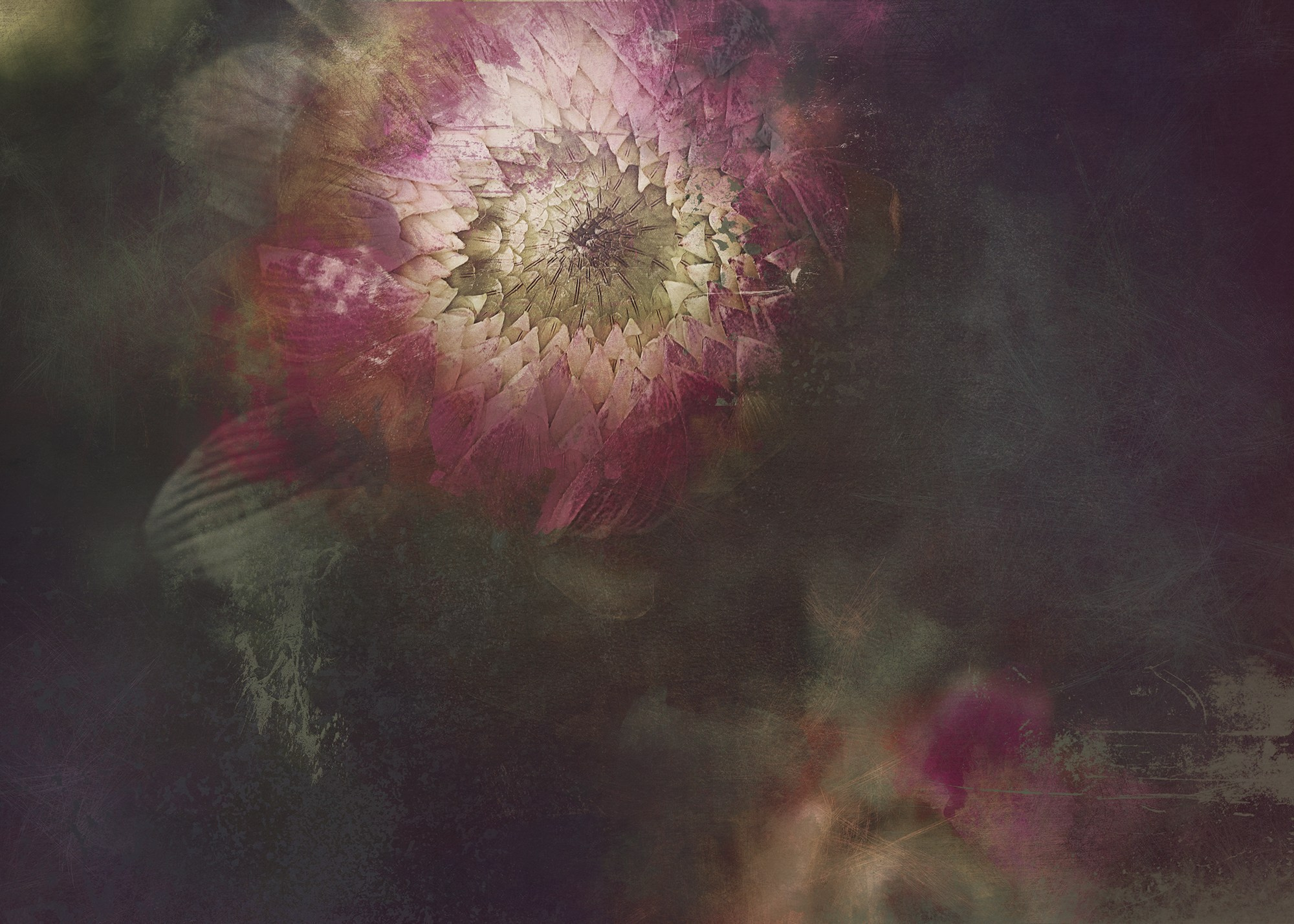 PINK VINTAGE. Eirene G | Photoartist | Flowers from my garden